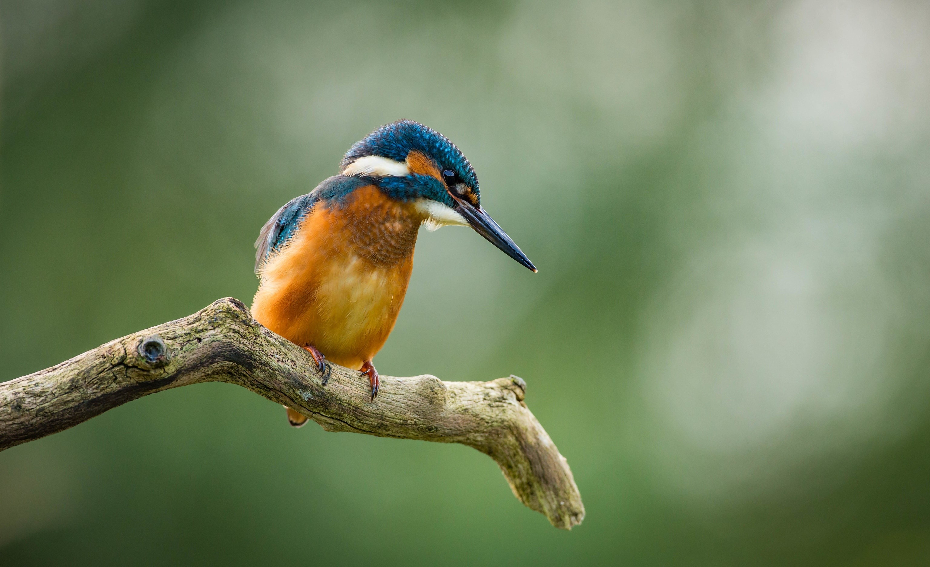 Common Kingfisher perched on a branch HD Wallpaper