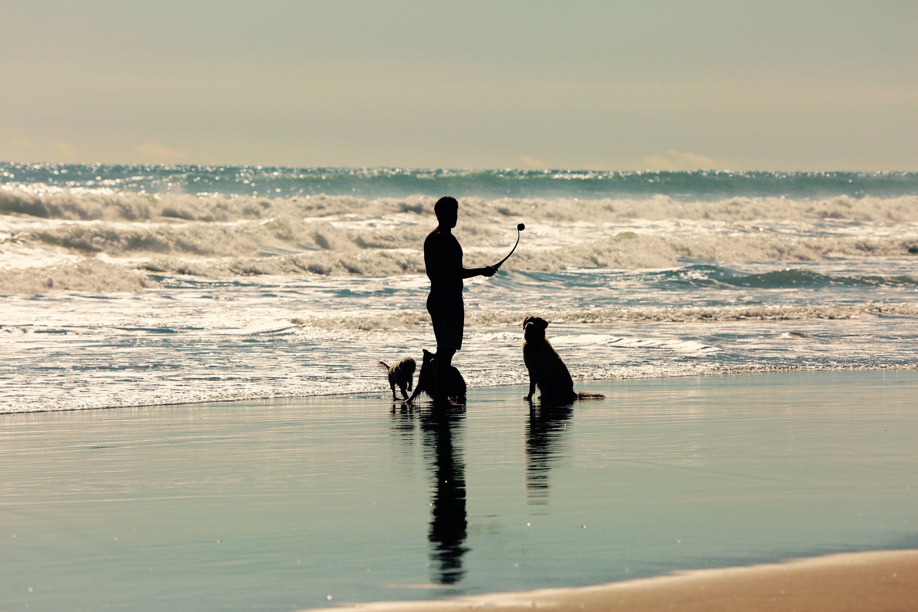 Man playing with dogs on the beach with waves HD Wallpaper