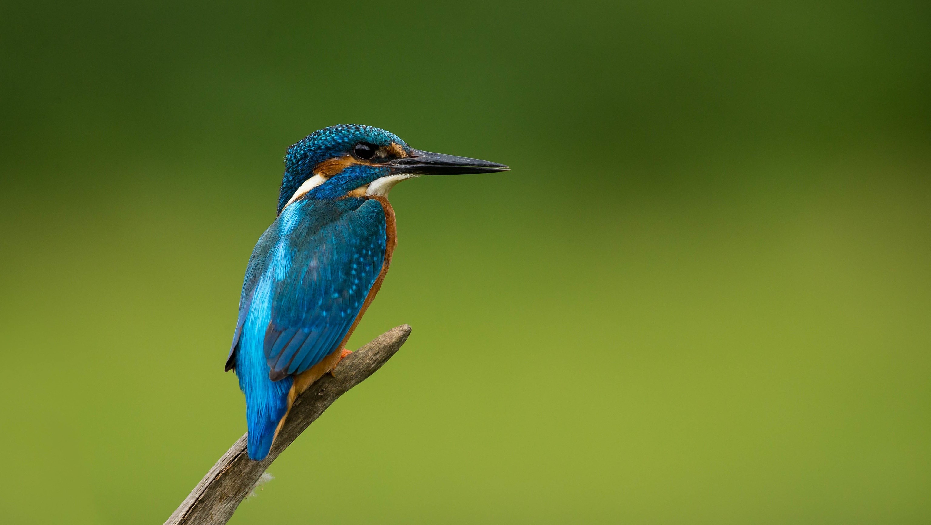 Common Kingfisher perched on a branch HD Wallpaper