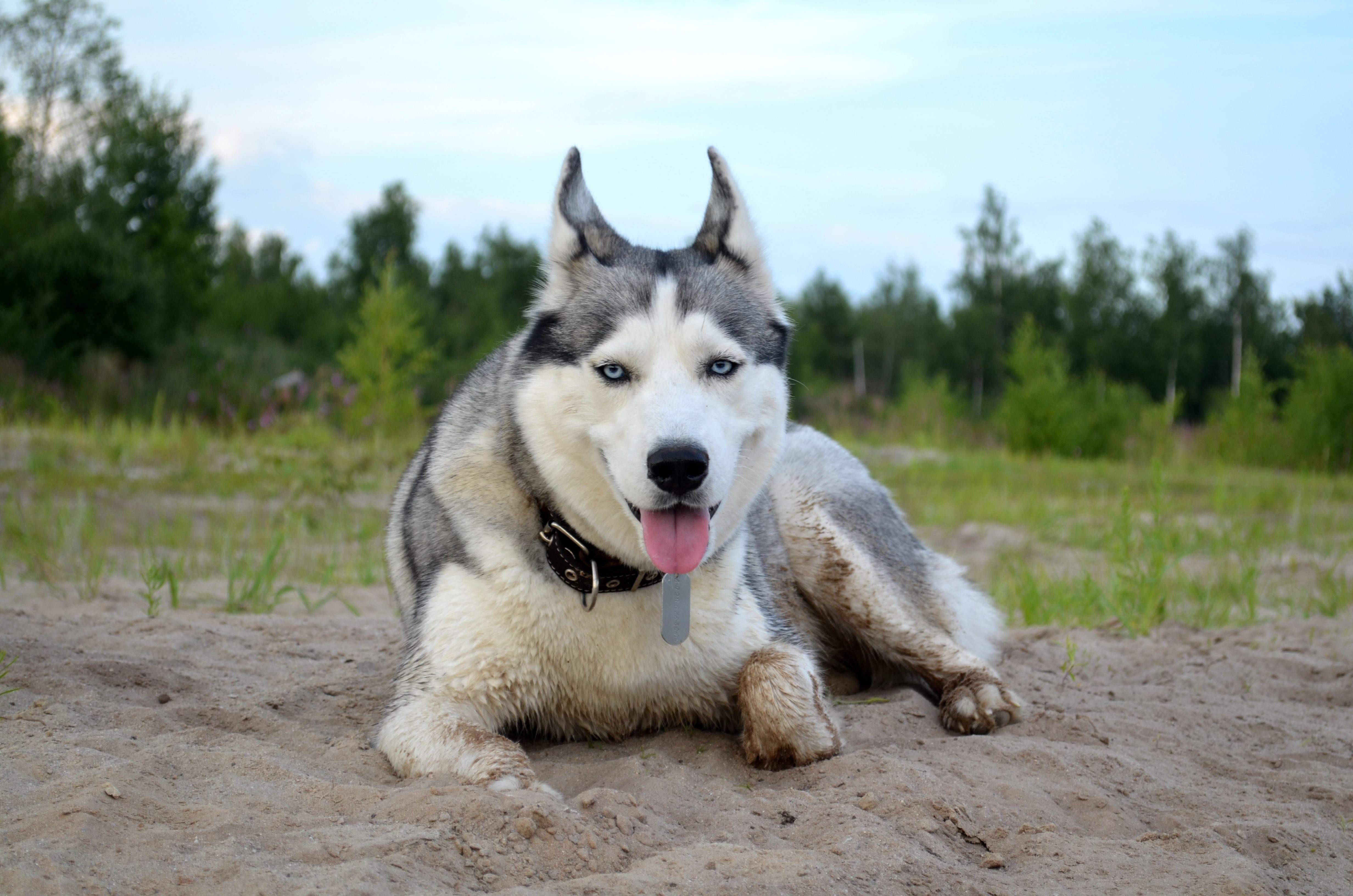 Husky dog lying on sand with trees in background HD Wallpaper