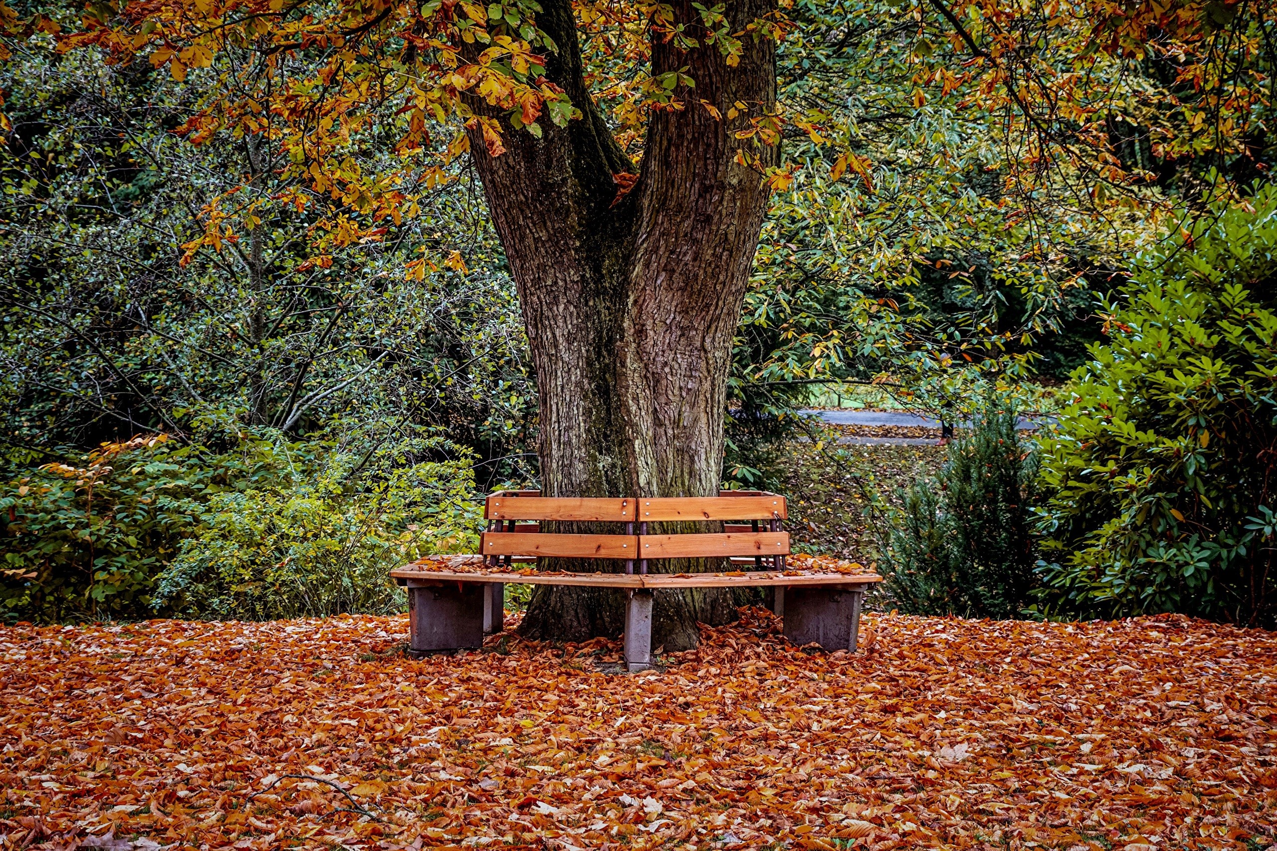Autumn park bench under a tree with fallen leaves HD Wallpaper