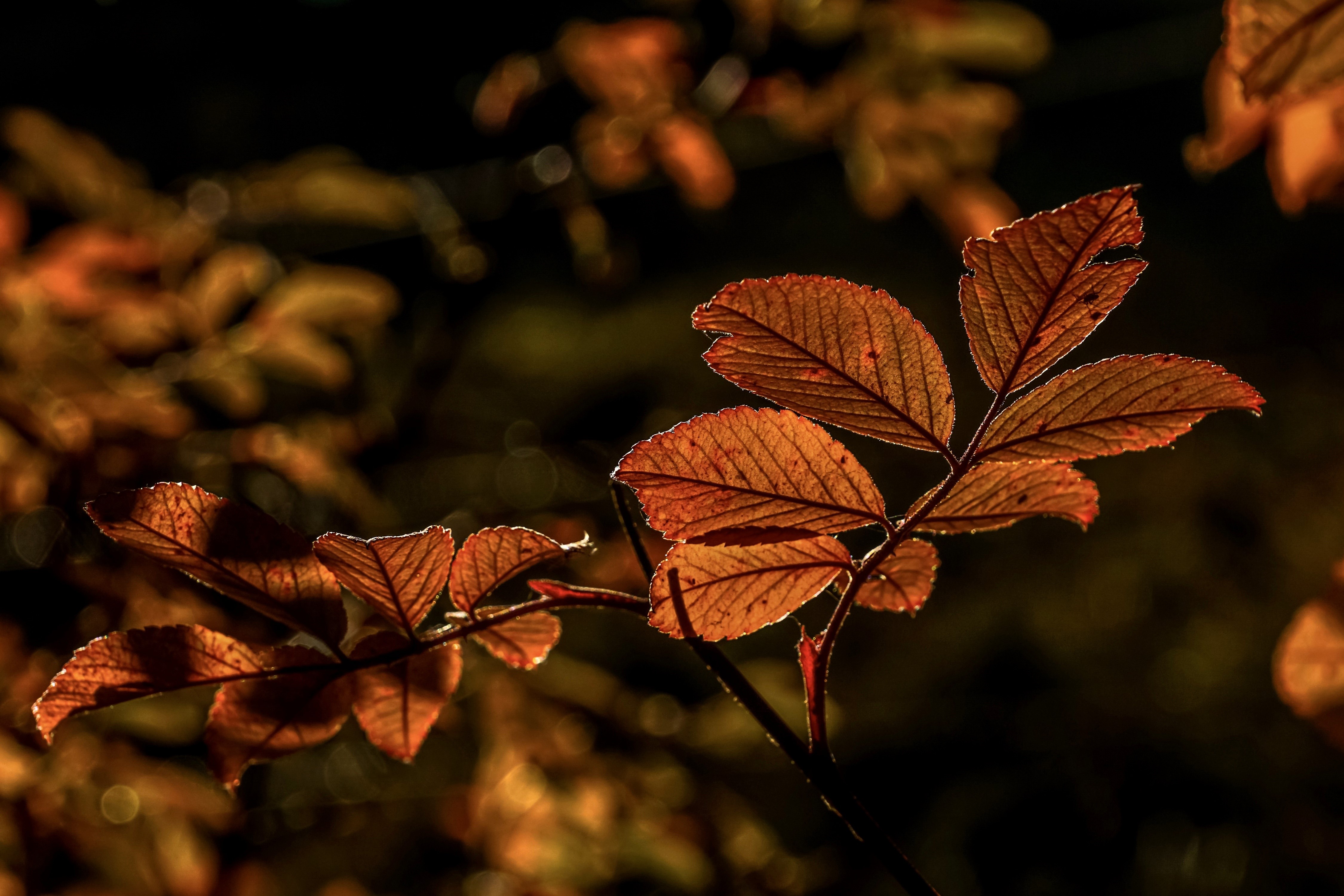 Autumn Foliage on Branches with Bokeh HD Wallpaper