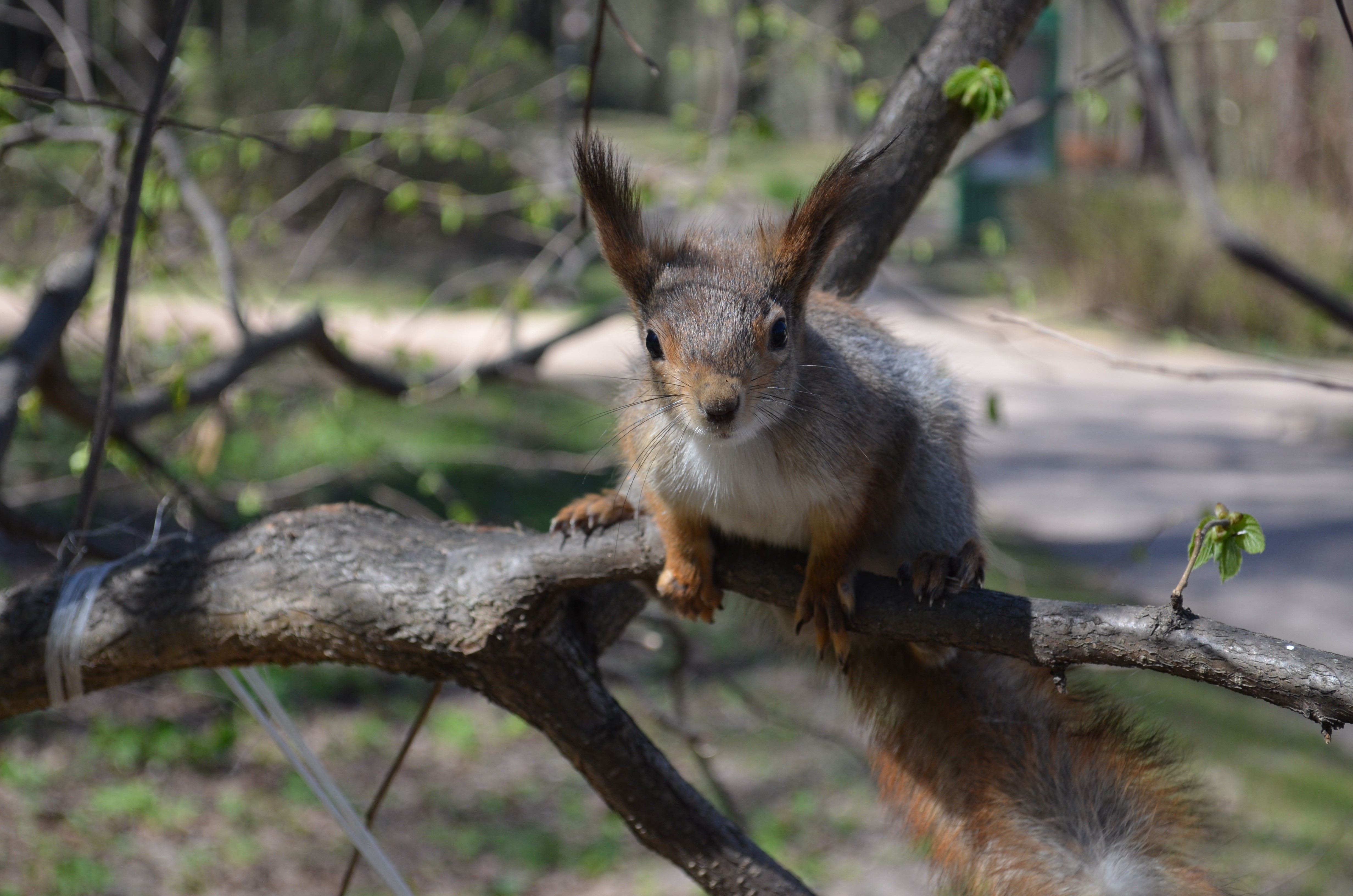 Squirrel on a Branch HD Wallpaper