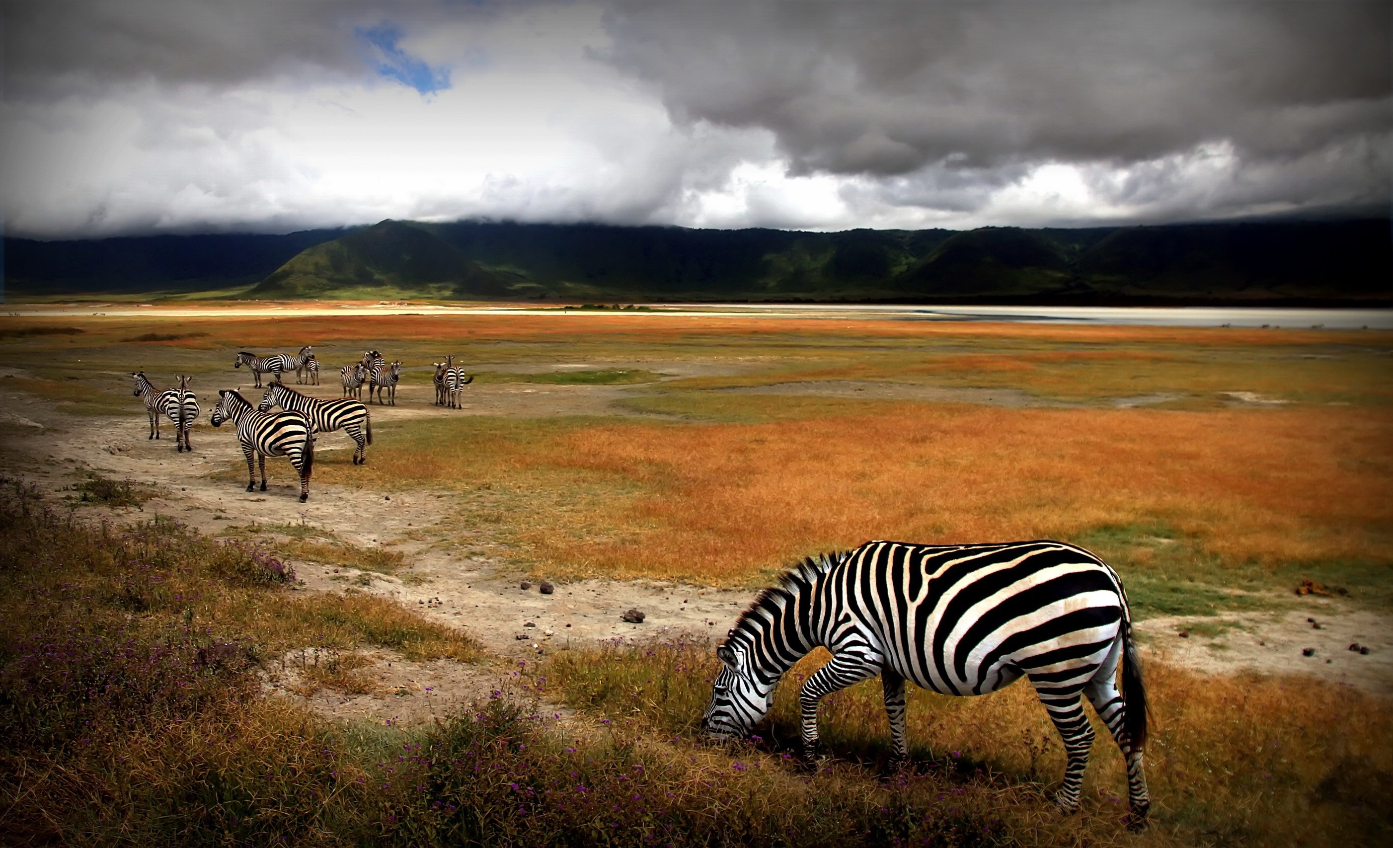 Zebras grazing in a vast grassland with mountains in the background HD Wallpaper