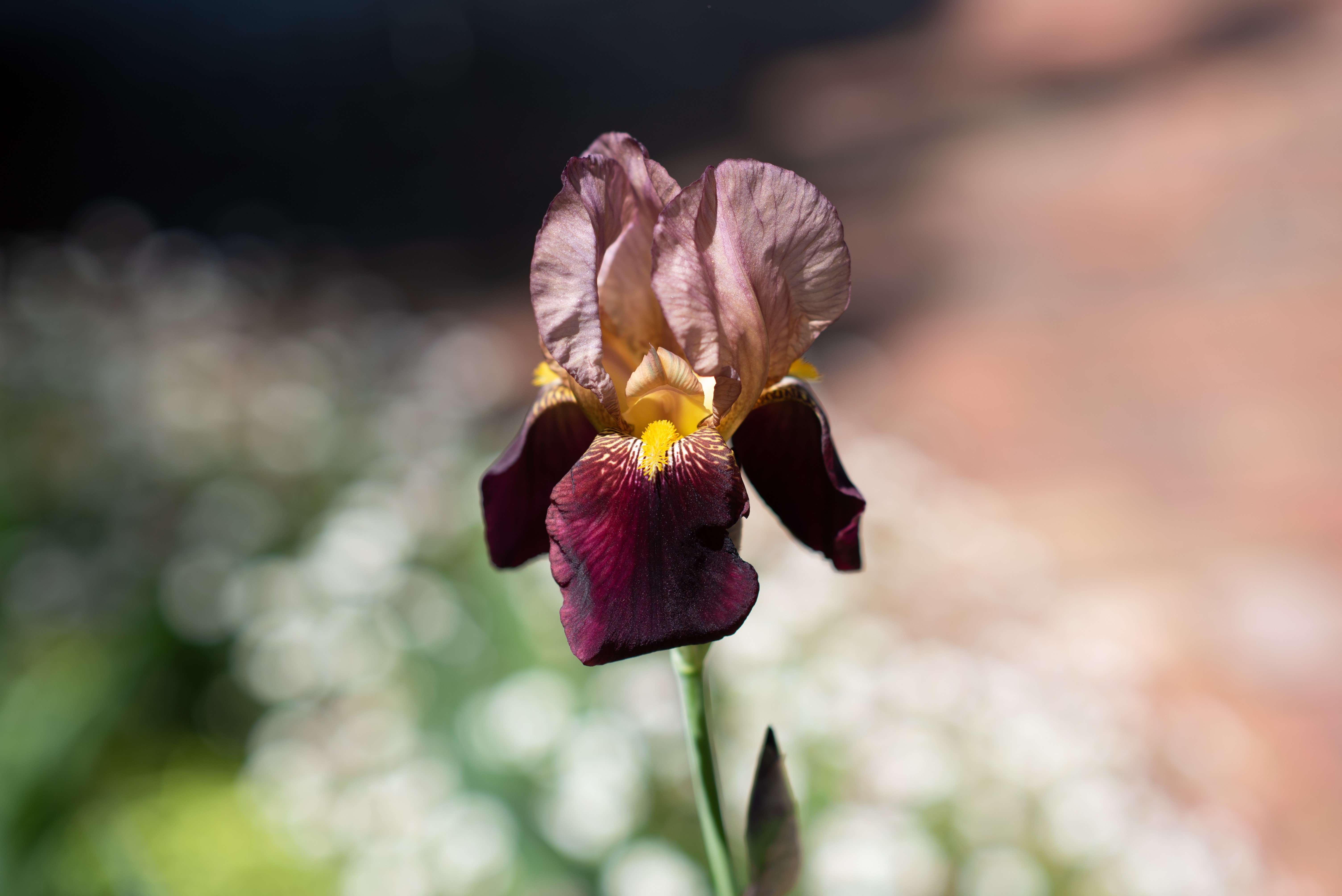 Close-up of a purple and yellow iris flower with bokeh background HD Wallpaper