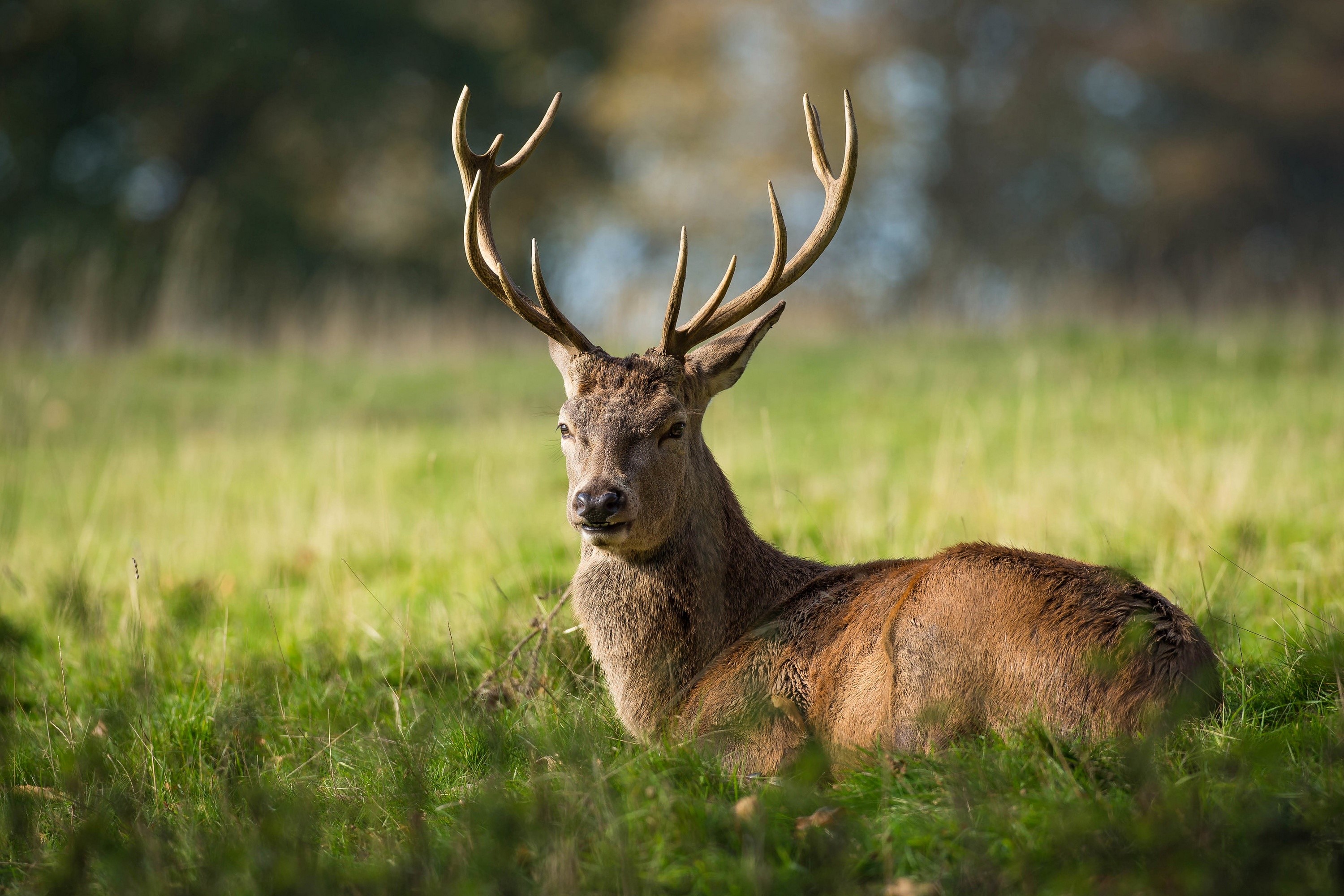 Deer with large antlers lying in grass HD Wallpaper
