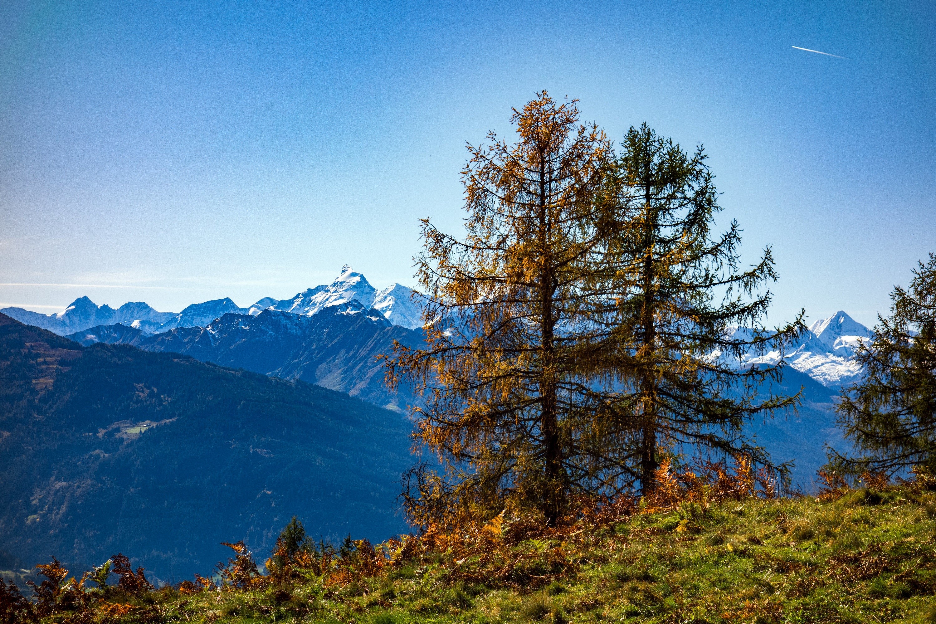 Autumn trees in front of snow-capped mountains HD Wallpaper