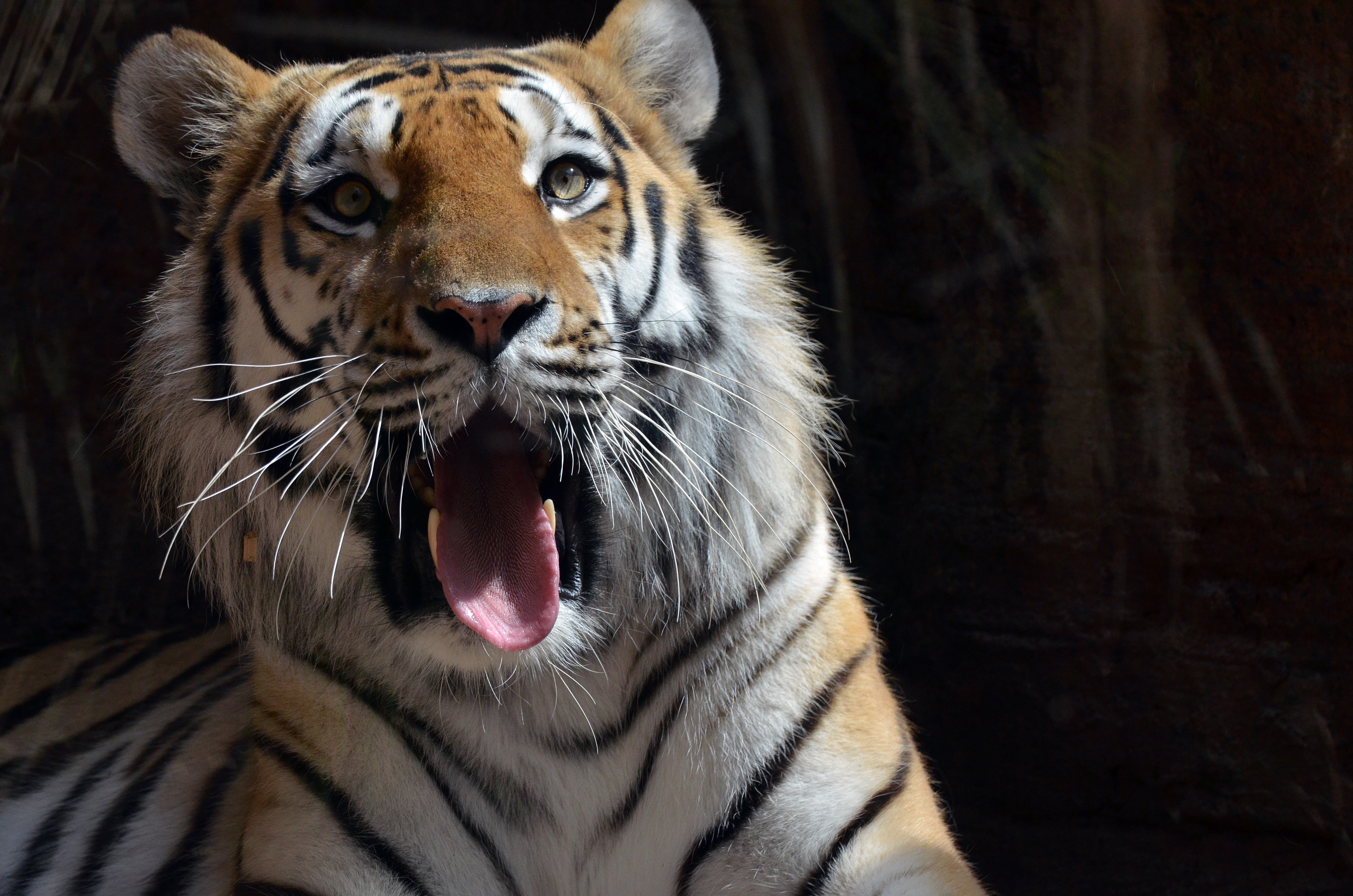Tiger yawning with tongue out HD Wallpaper