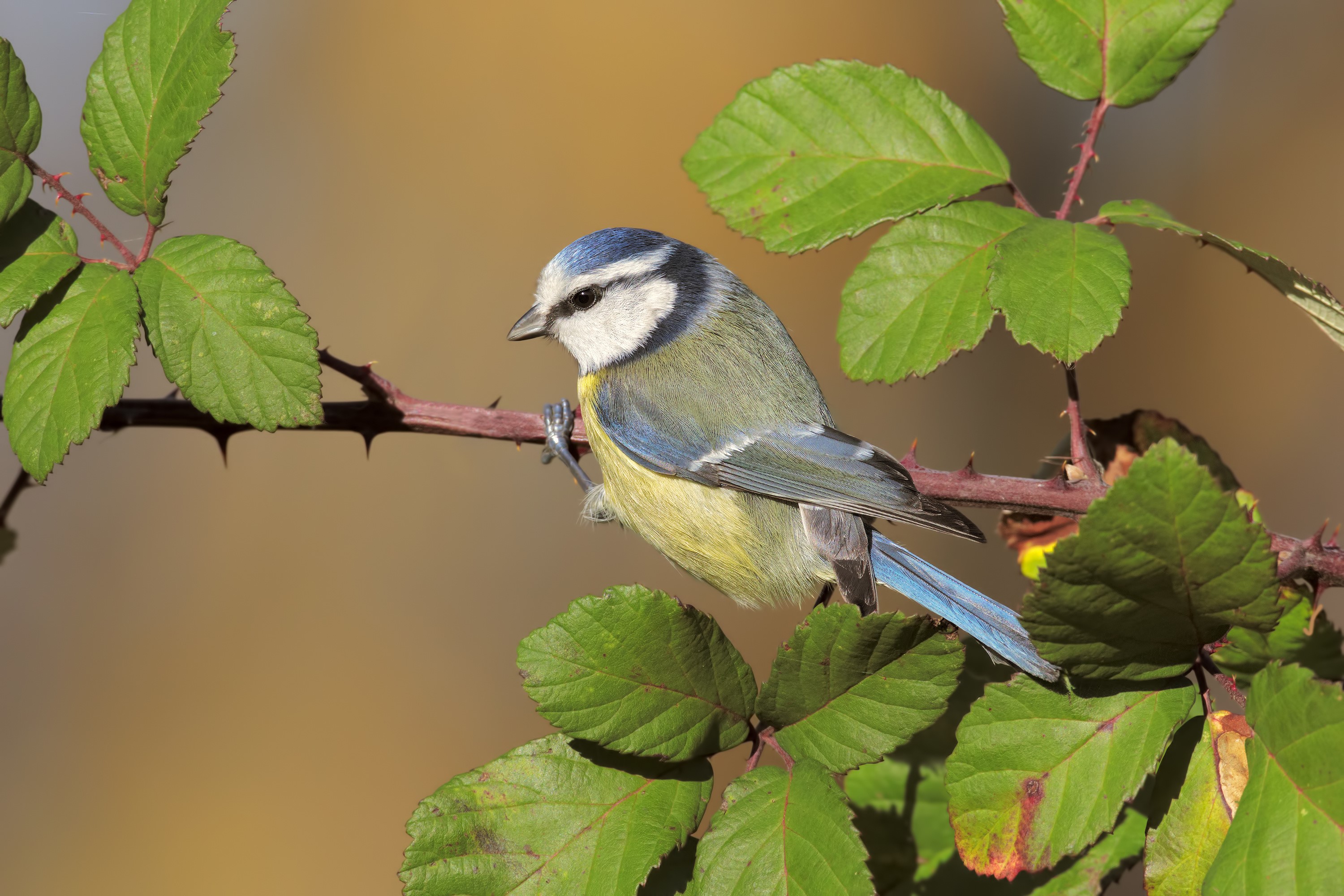 Blue tit perched on a thorny branch with green leaves HD Wallpaper