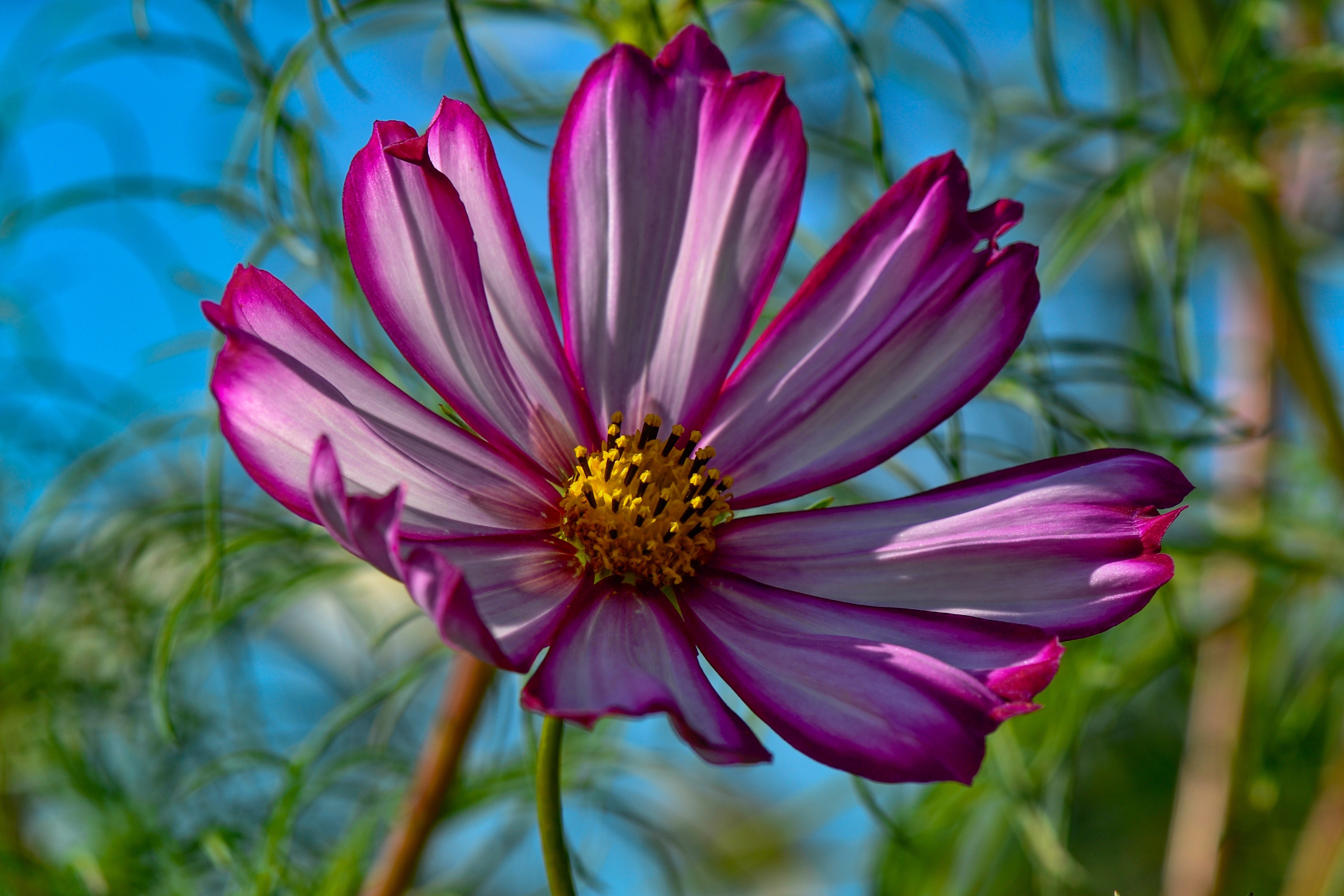 4K Closeup of a Pink and White Cosmos Flower HD Wallpaper