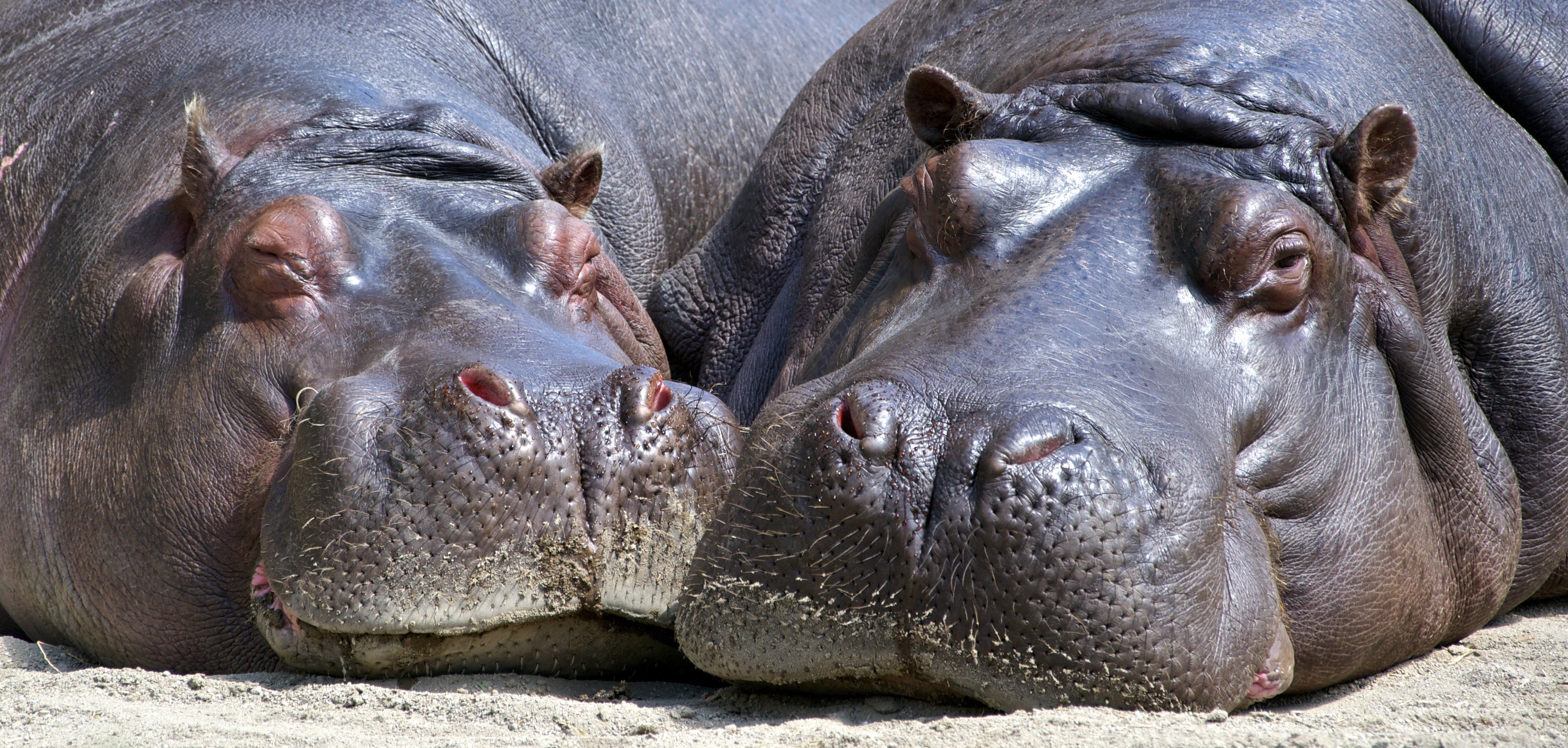 4K Closeup of Two Hippos HD Wallpaper