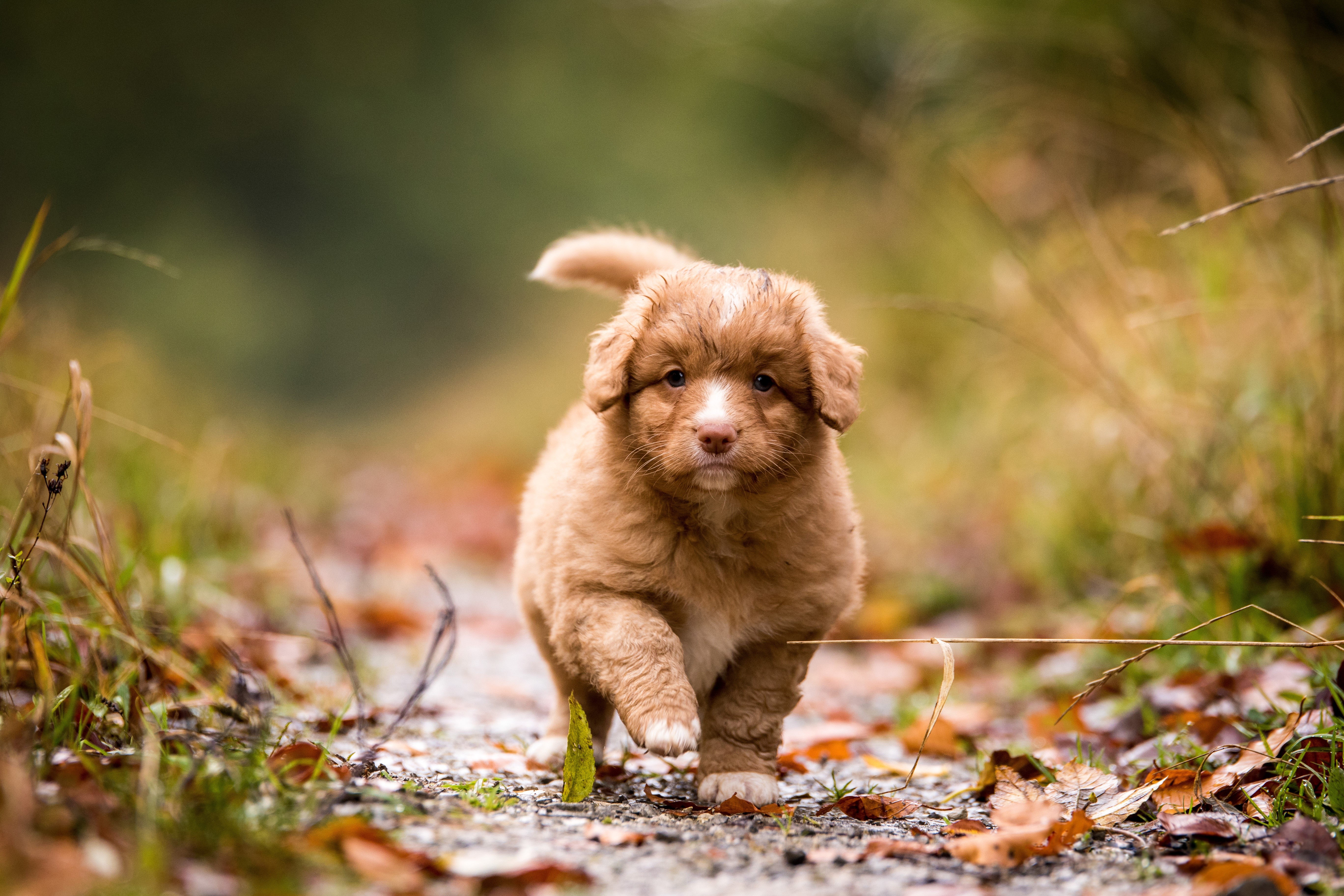 Puppy Nova Scotia Duck Tolling Retriever running on path HD Wallpaper