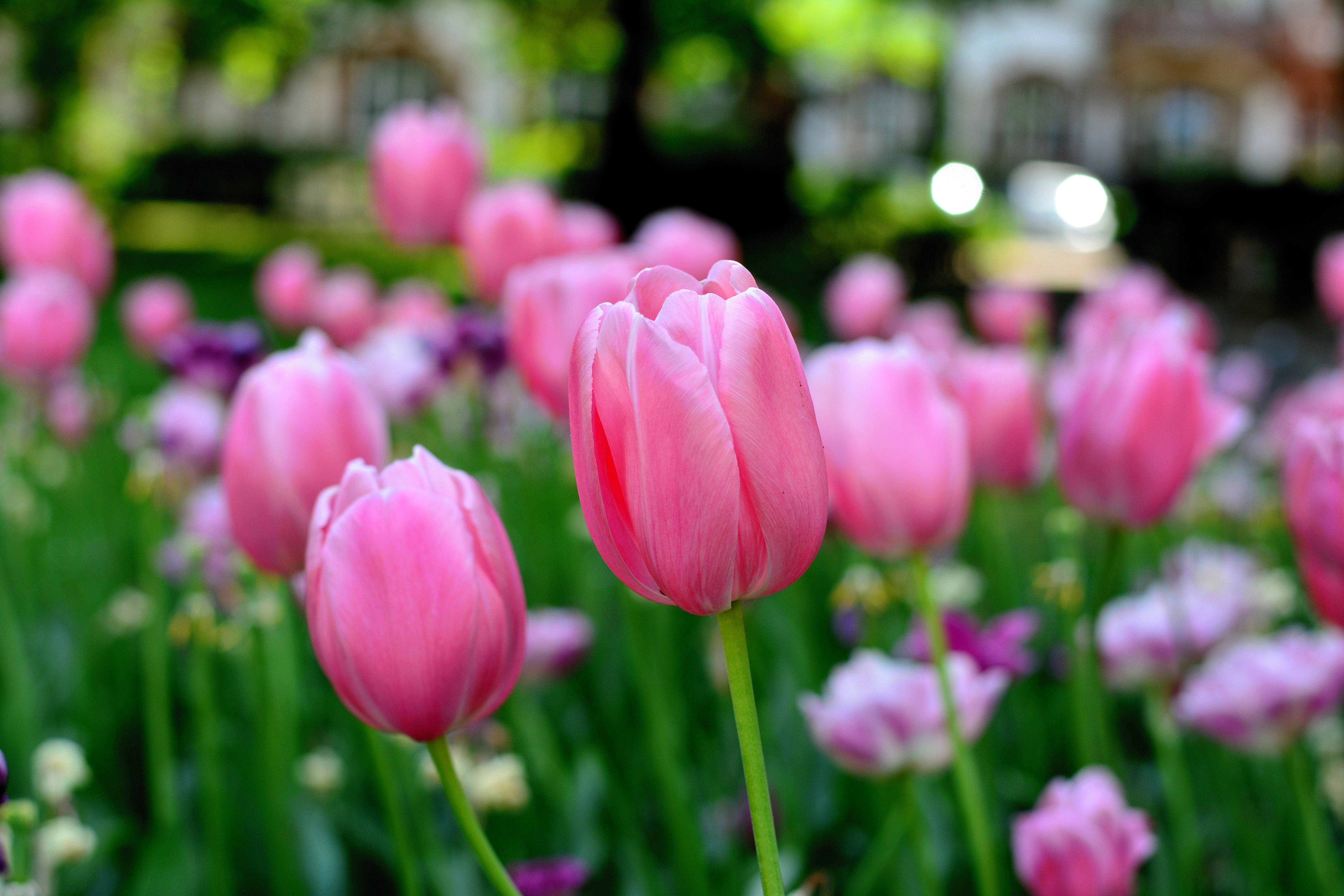 Pink Tulips in a Garden with Bokeh HD Wallpaper