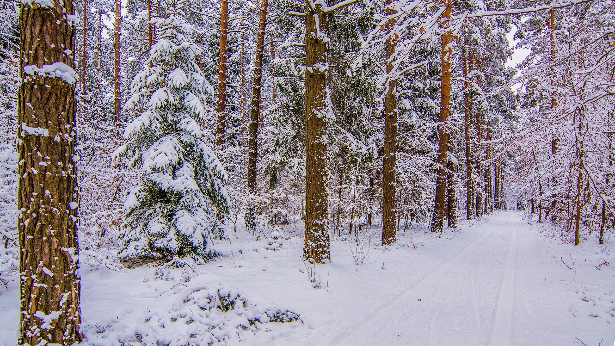 Snowy forest path with pine trees HD Wallpaper