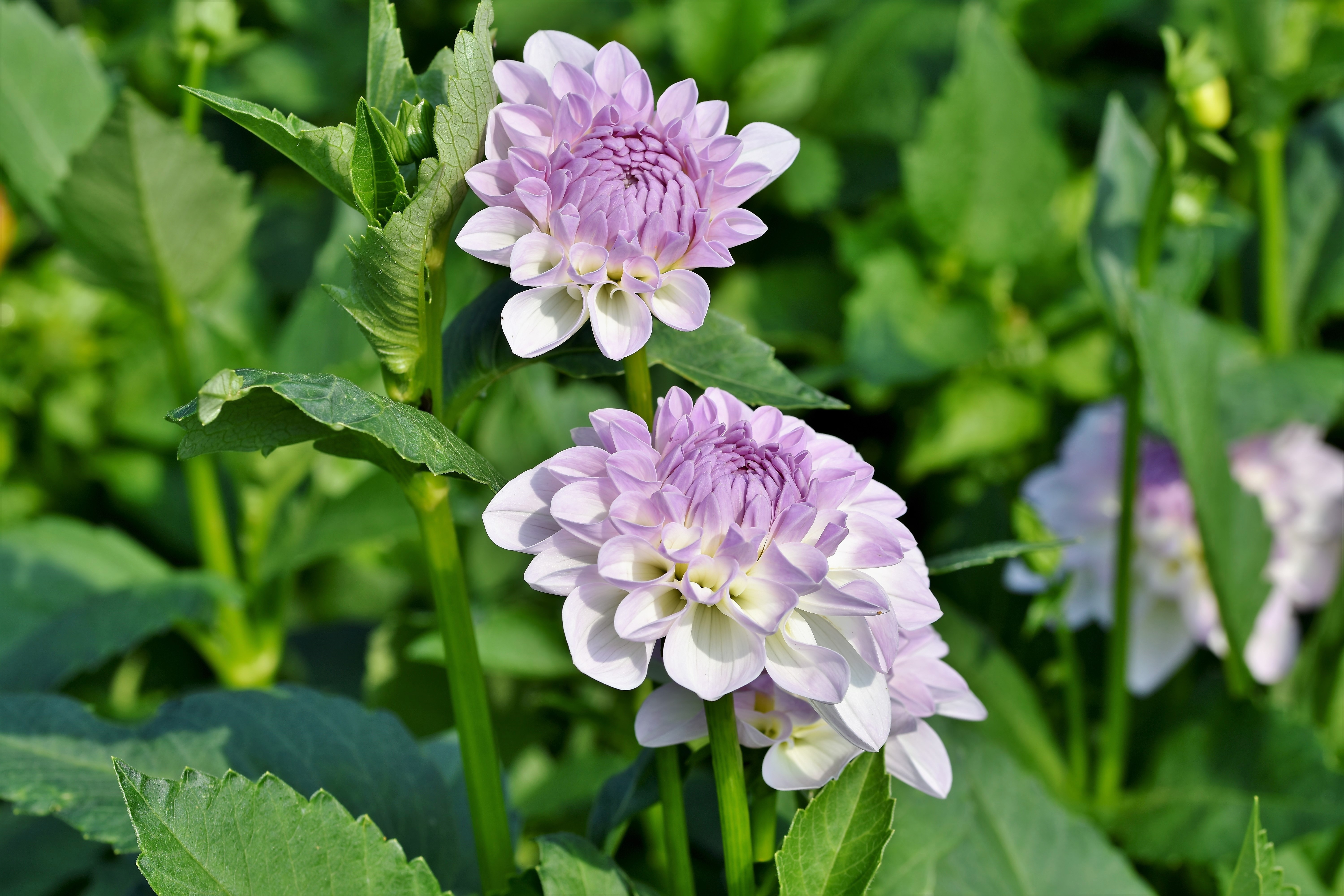 Two light purple dahlias with green leaves HD Wallpaper