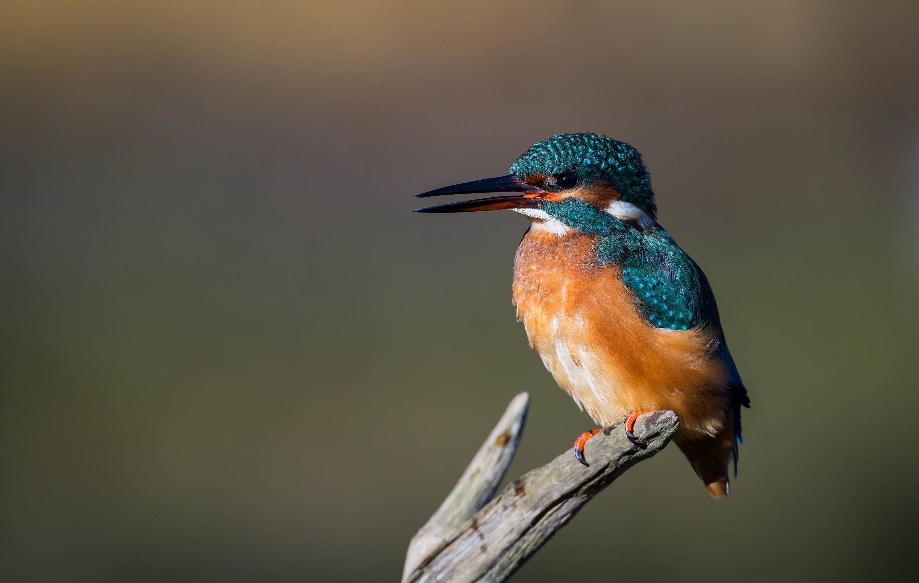 Common Kingfisher perched on a branch HD Wallpaper