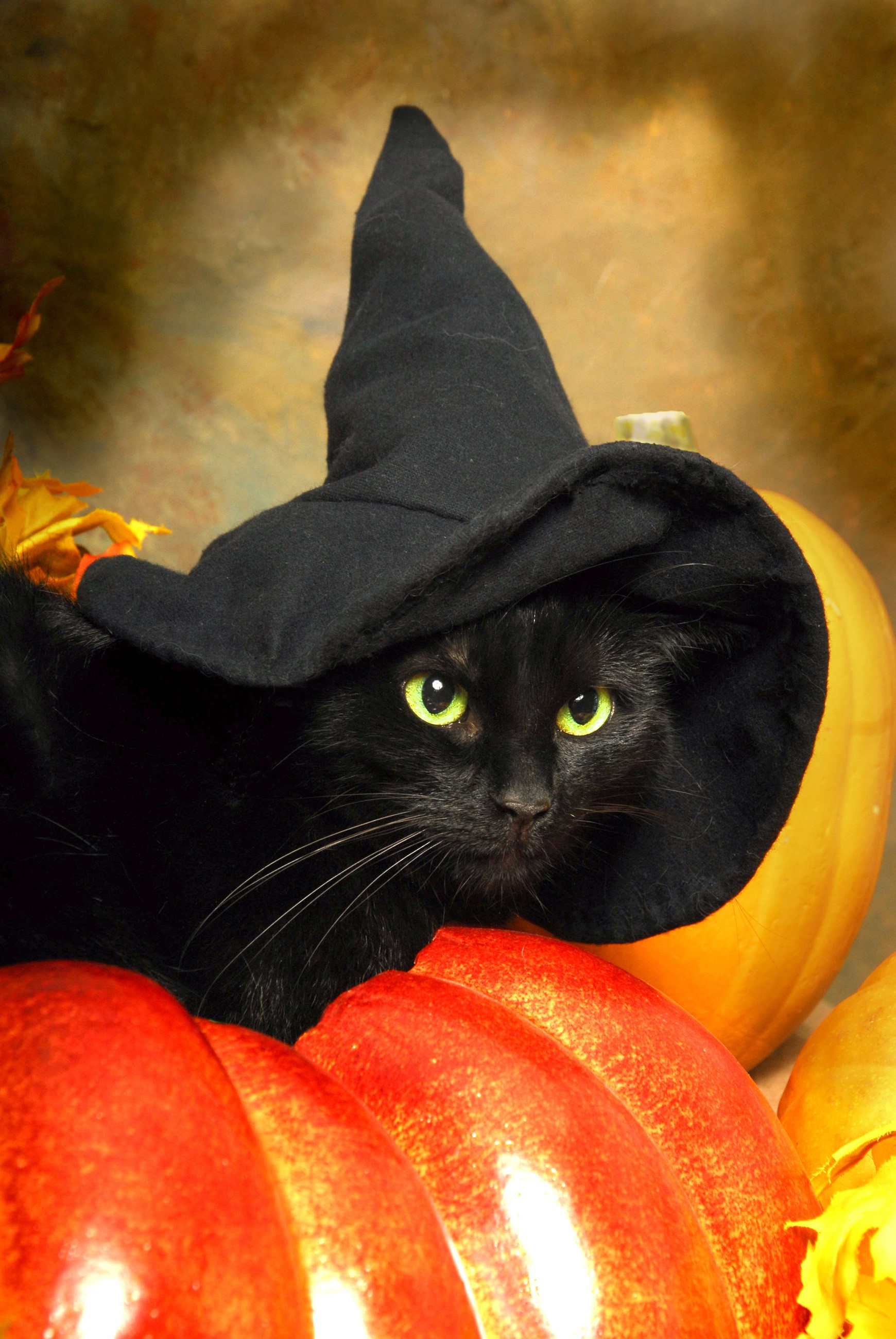Black cat wearing a witch hat on pumpkins HD Phone Wallpaper