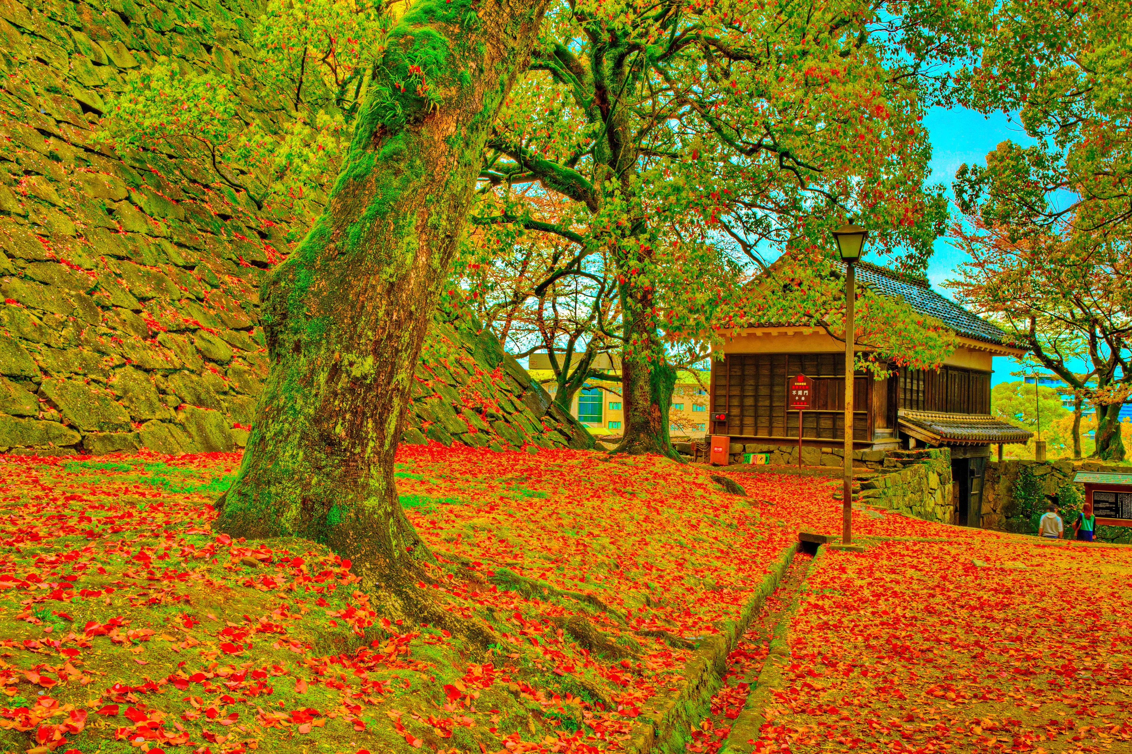 Kumamoto Castle in Autumn with Fallen Leaves HD Wallpaper