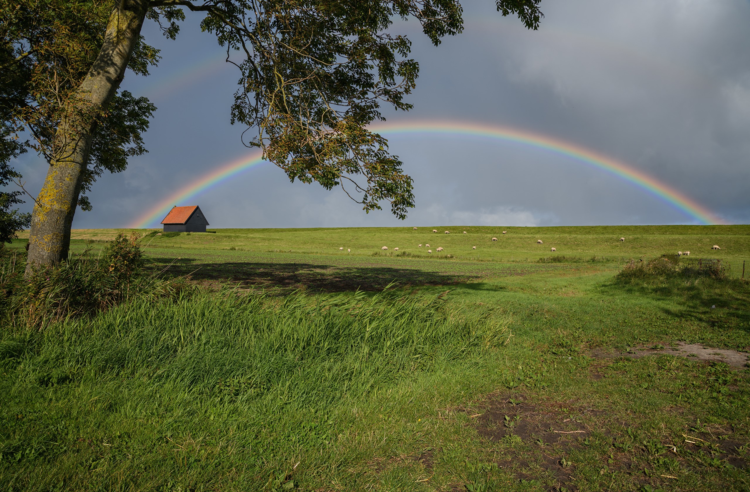 Rainbow over a field in Kreileroord, Netherlands HD Wallpaper