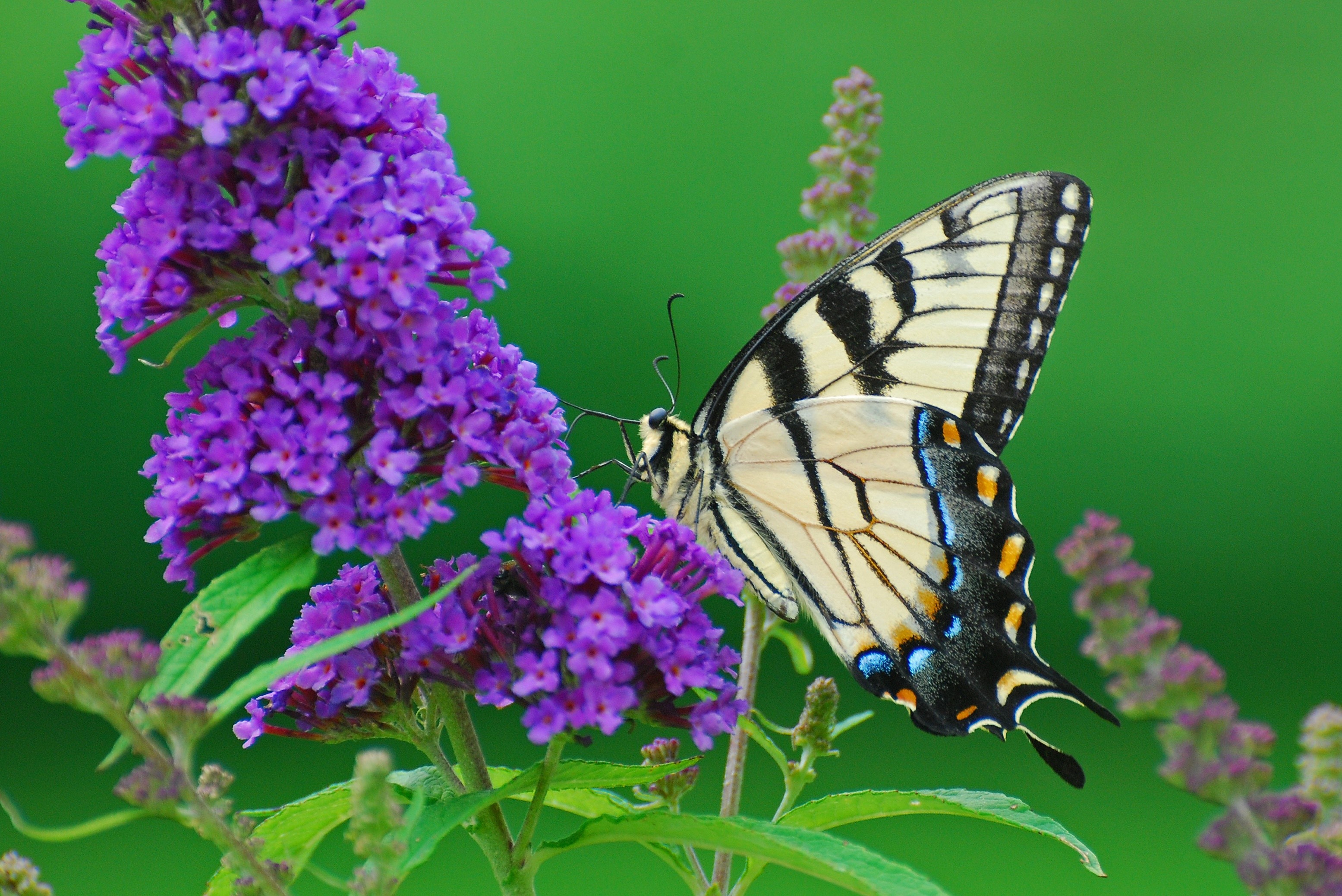 Tiger Swallowtail butterfly on purple flowers HD Wallpaper