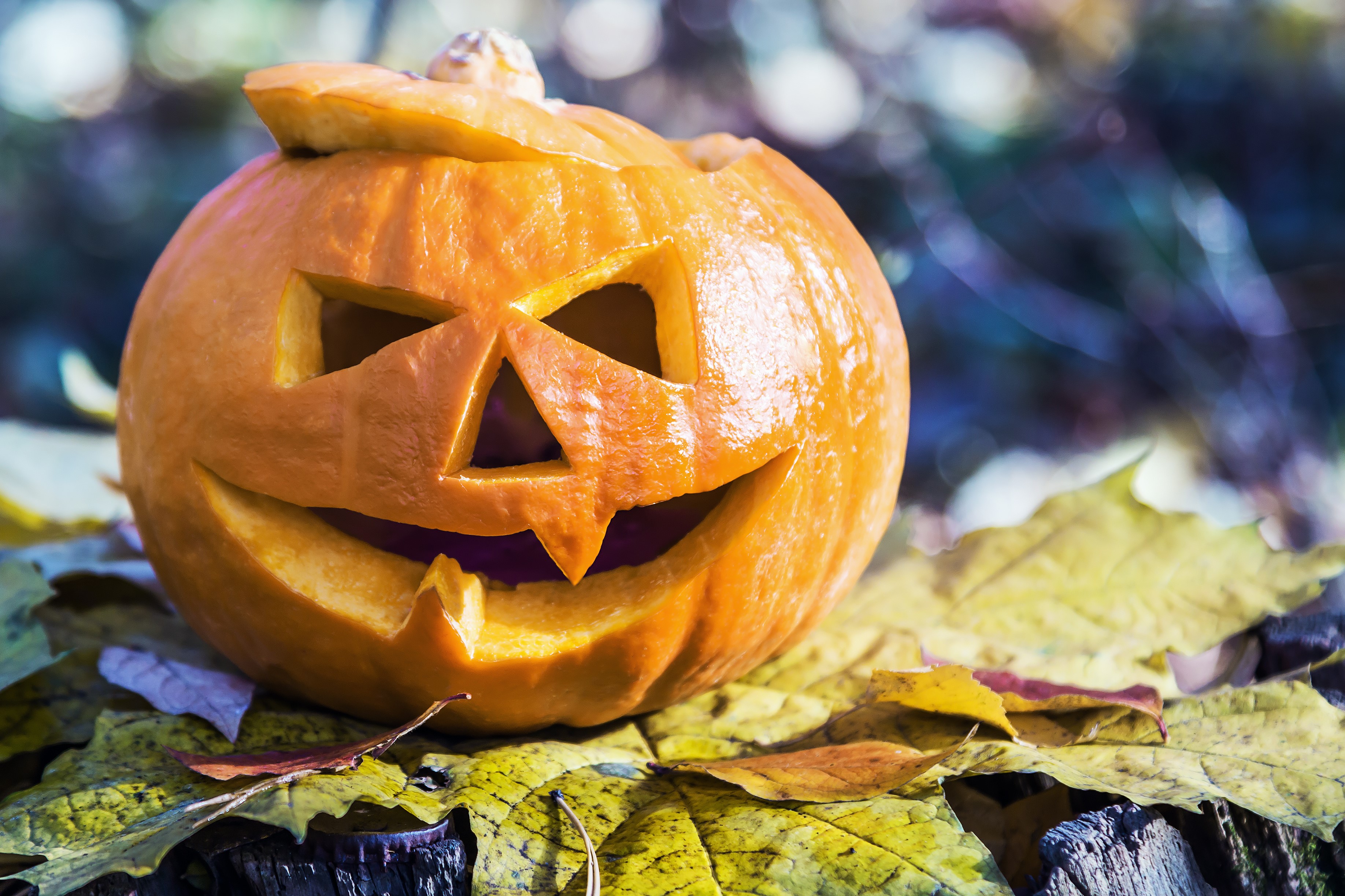 Carved Halloween pumpkin on autumn foliage HD Wallpaper