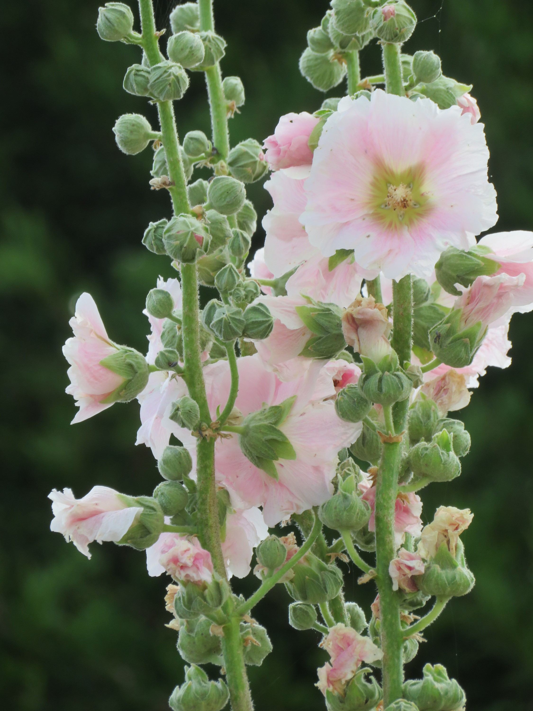 Pink Hollyhock flowers and buds on green stems HD Phone Wallpaper