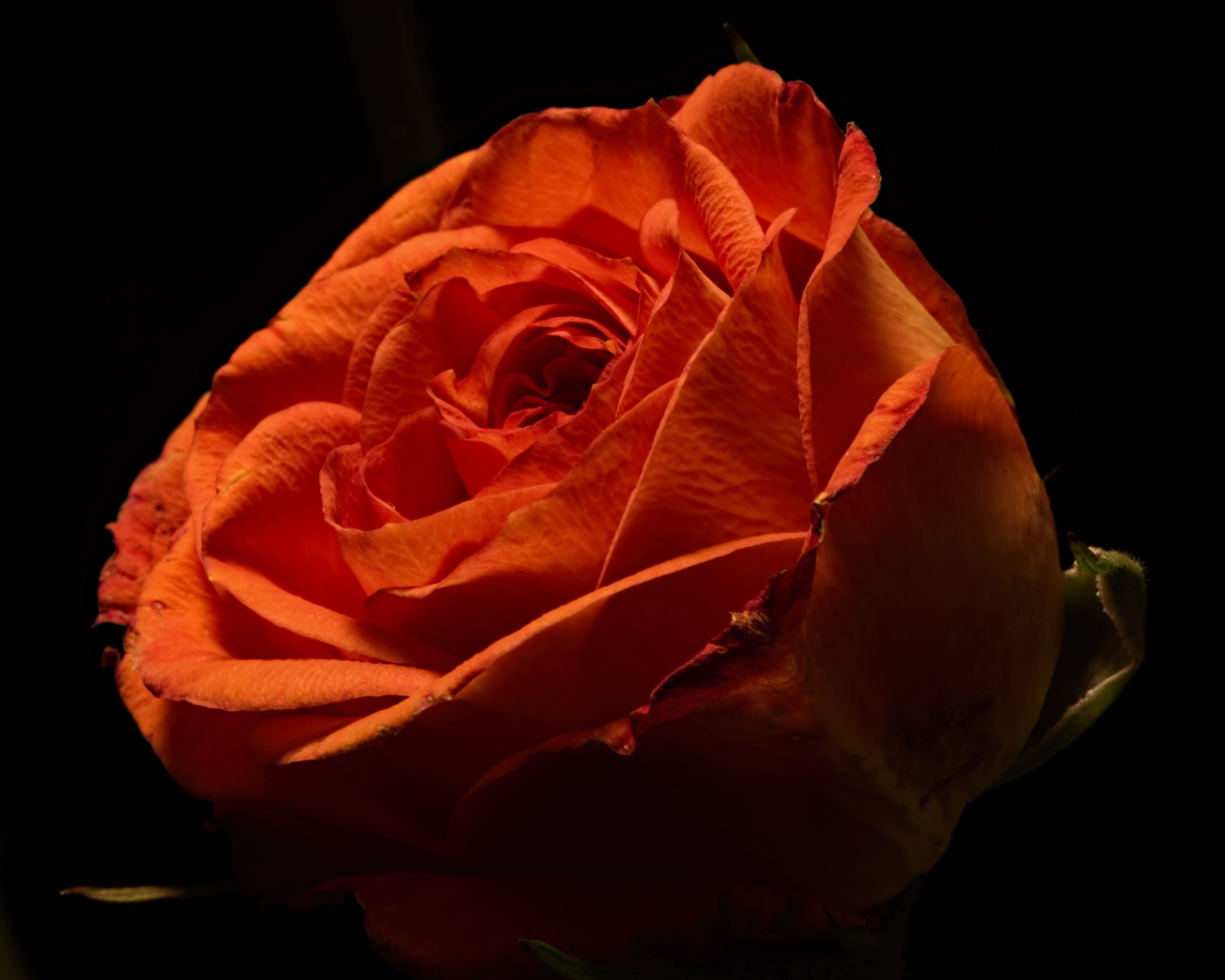 Orange rose against a black background HD Wallpaper