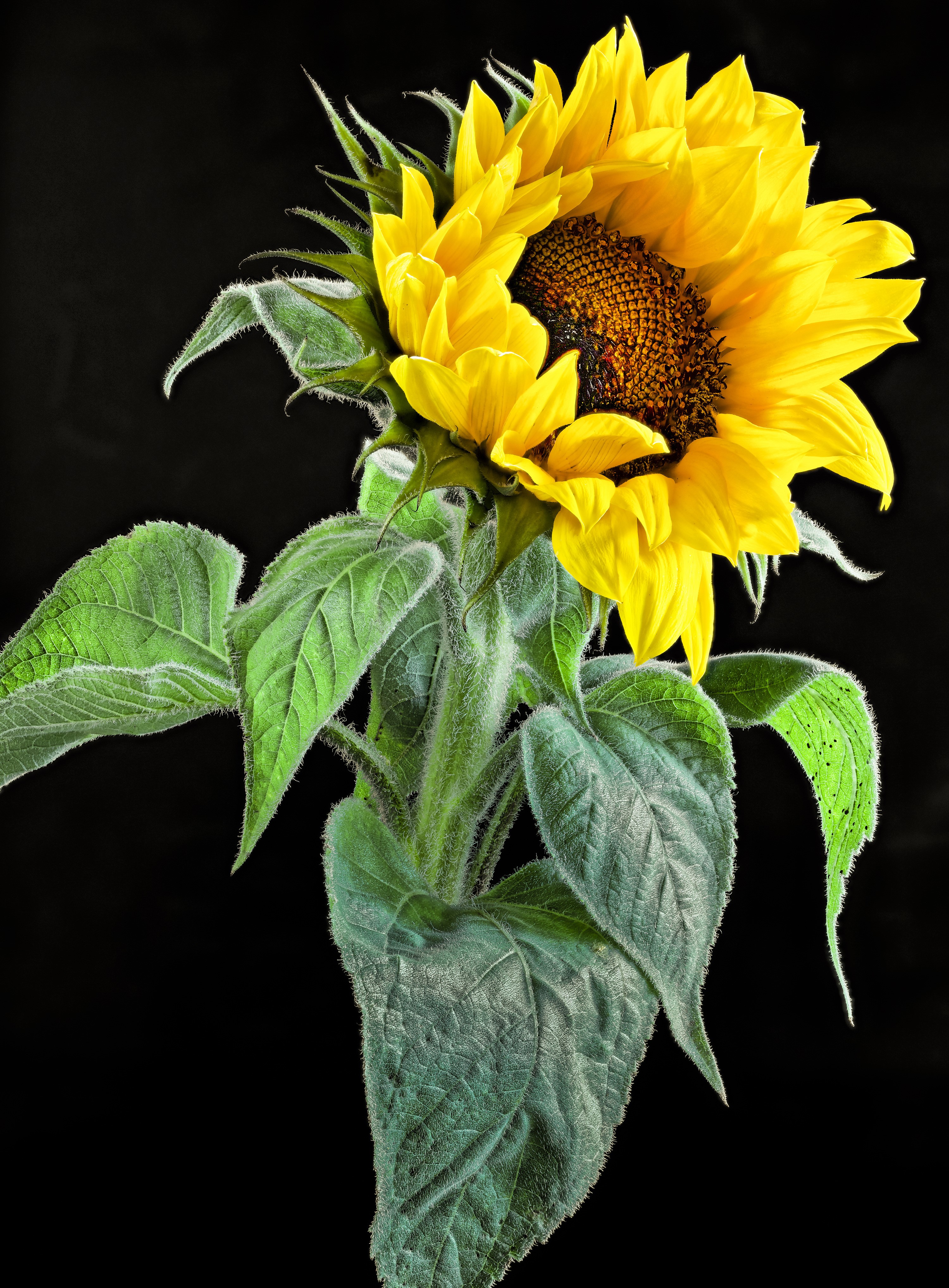 Sunflower with green leaves on black background HD Phone Wallpaper
