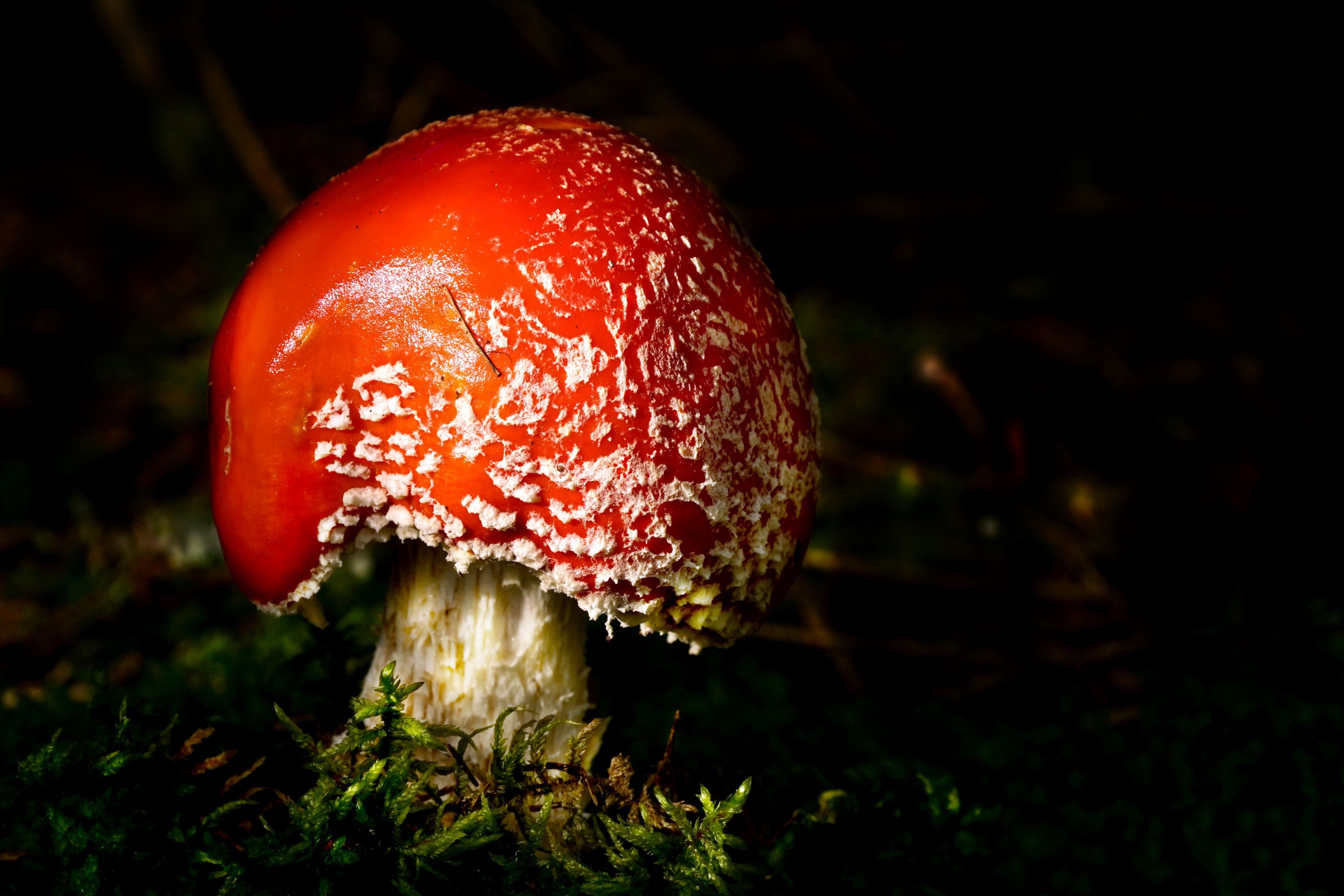 Amanita Mushroom in Forest HD Wallpaper