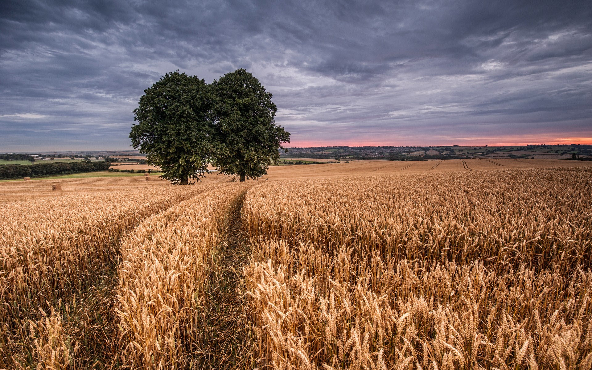 Wheat field with two trees at sunset HD Wallpaper