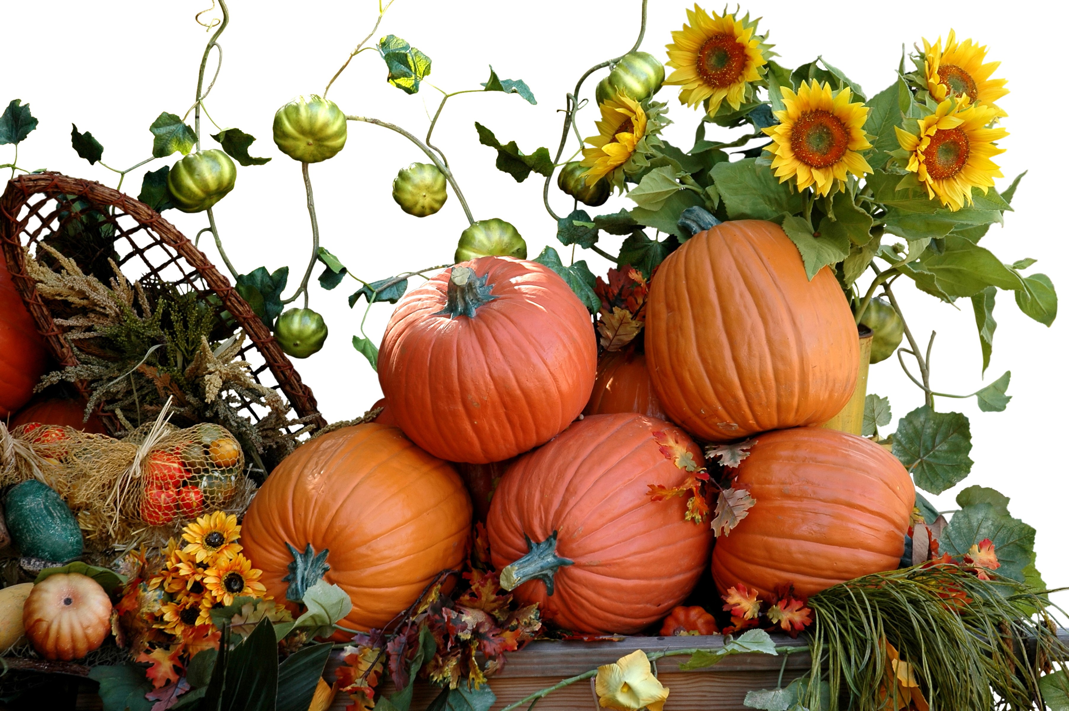 Pumpkins and Sunflowers on a White Background HD Wallpaper