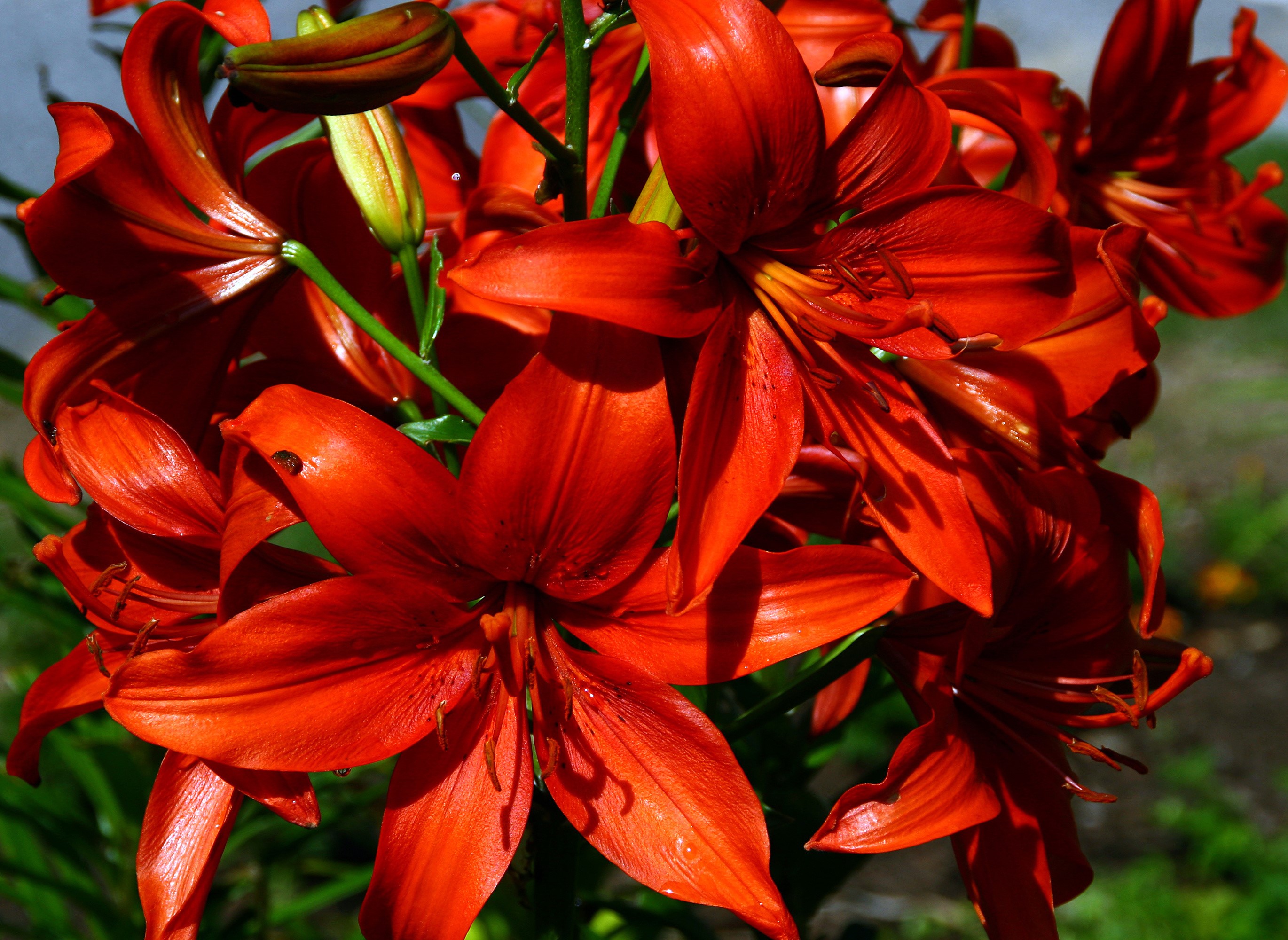 Close-up of vibrant orange lilies in bloom HD Wallpaper