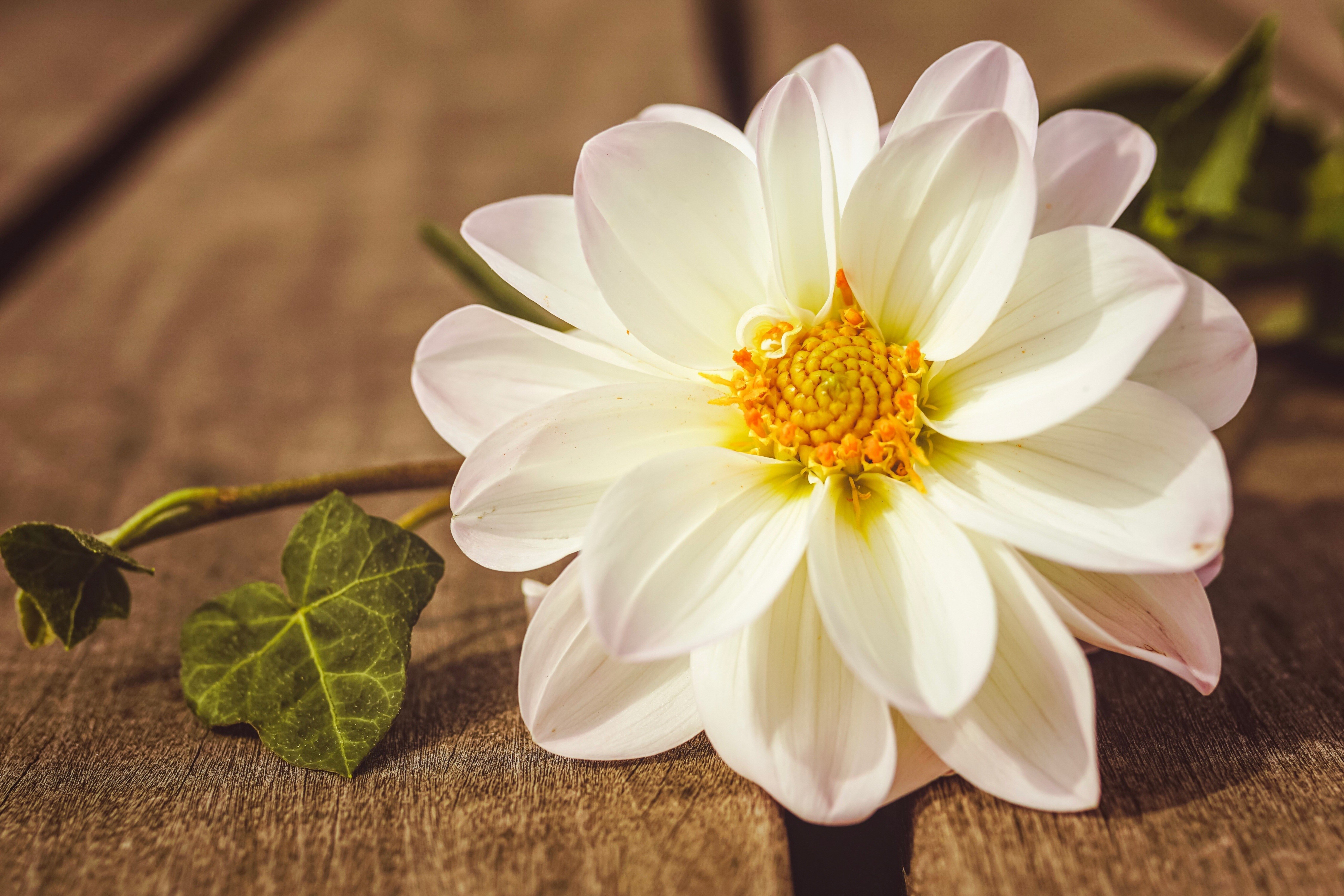 White Dahlia flower with ivy on wooden surface HD Wallpaper