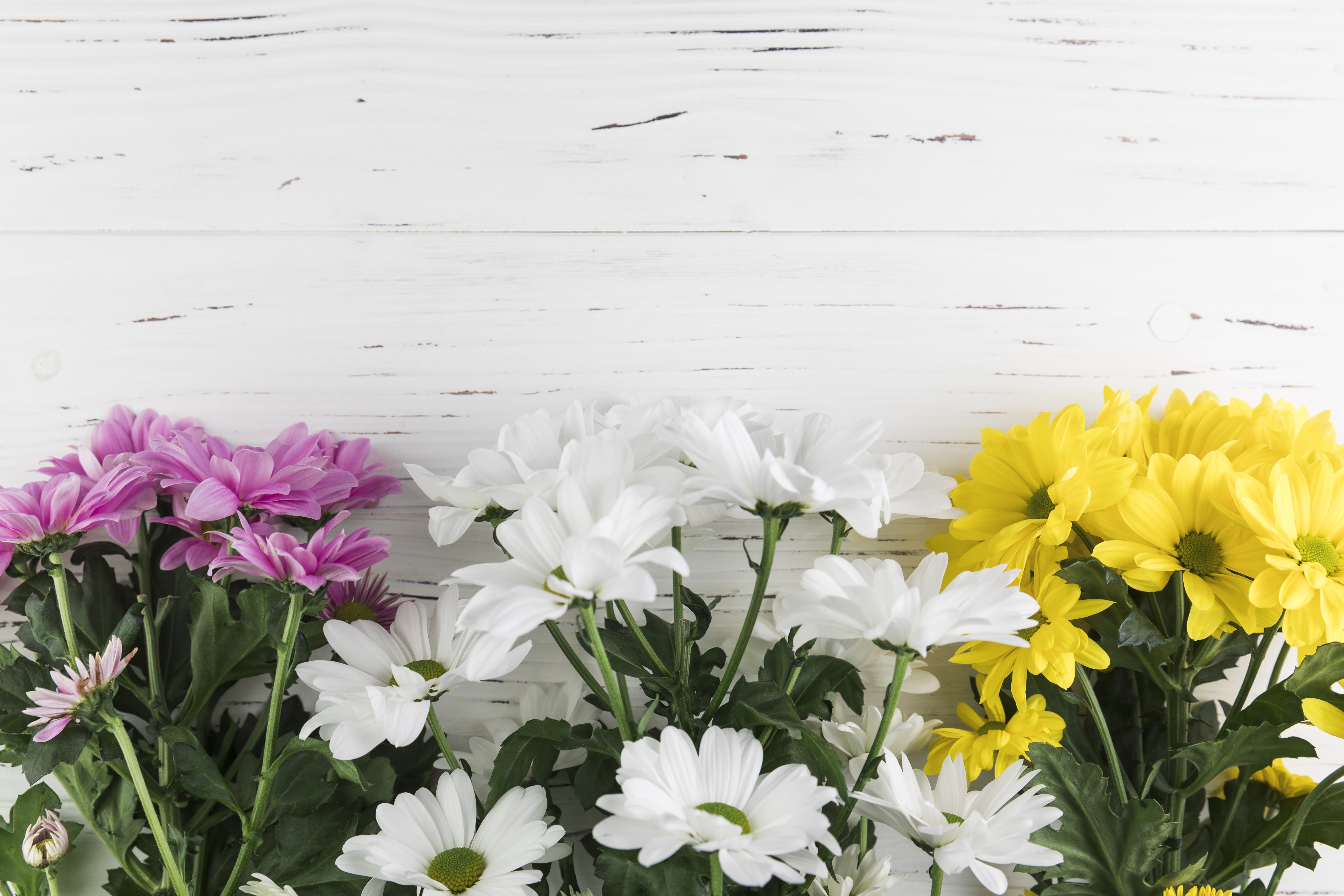 Chrysanthemums on Wood Planks HD Wallpaper