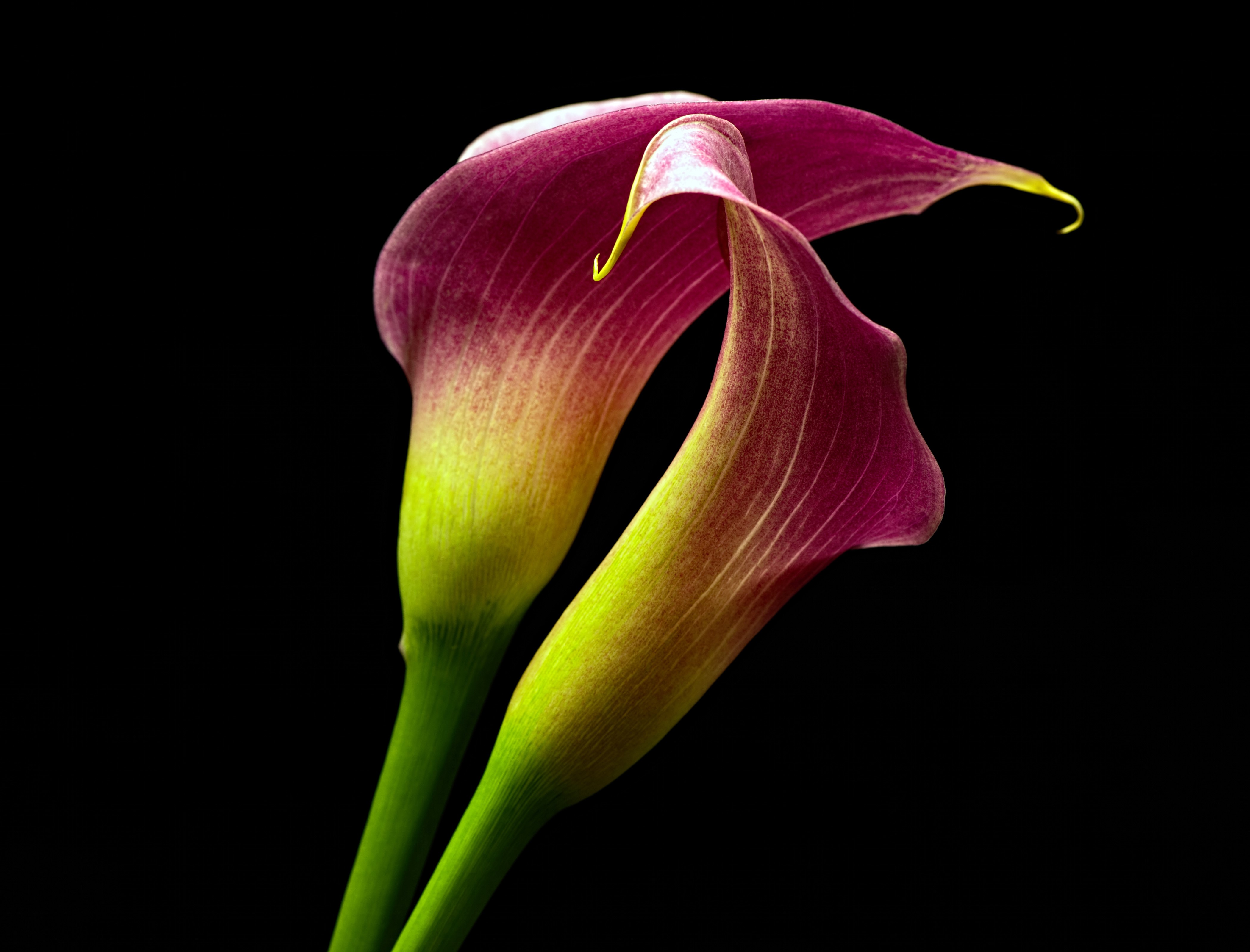 Two Callas on Black Background HD Wallpaper