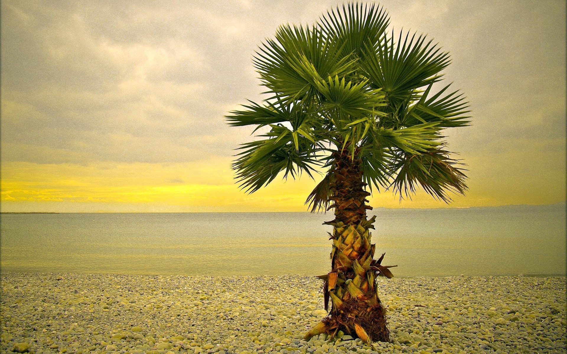 Palm tree on a pebble beach by the sea HD Wallpaper
