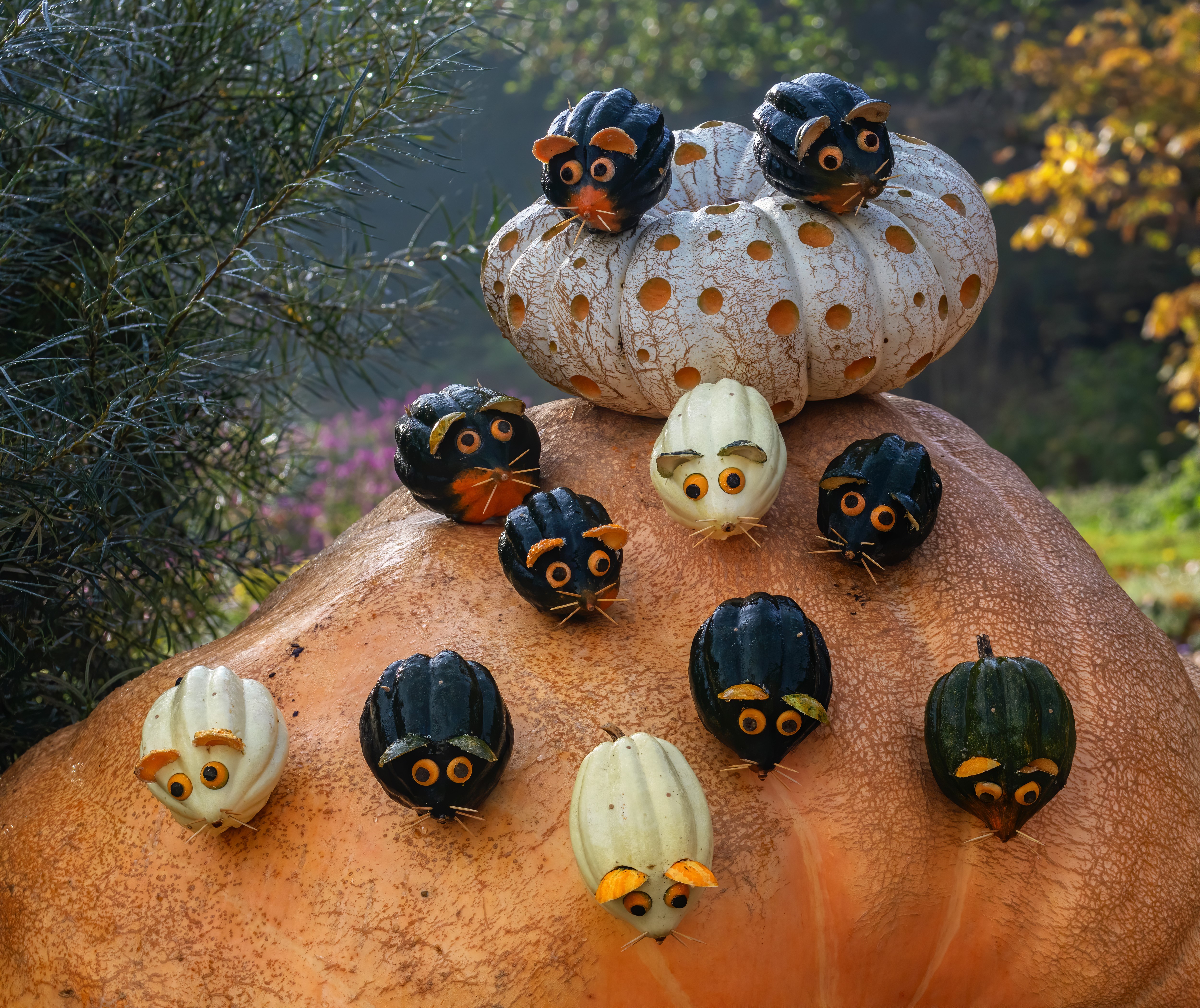 Creative pumpkin mice decorations HD Wallpaper