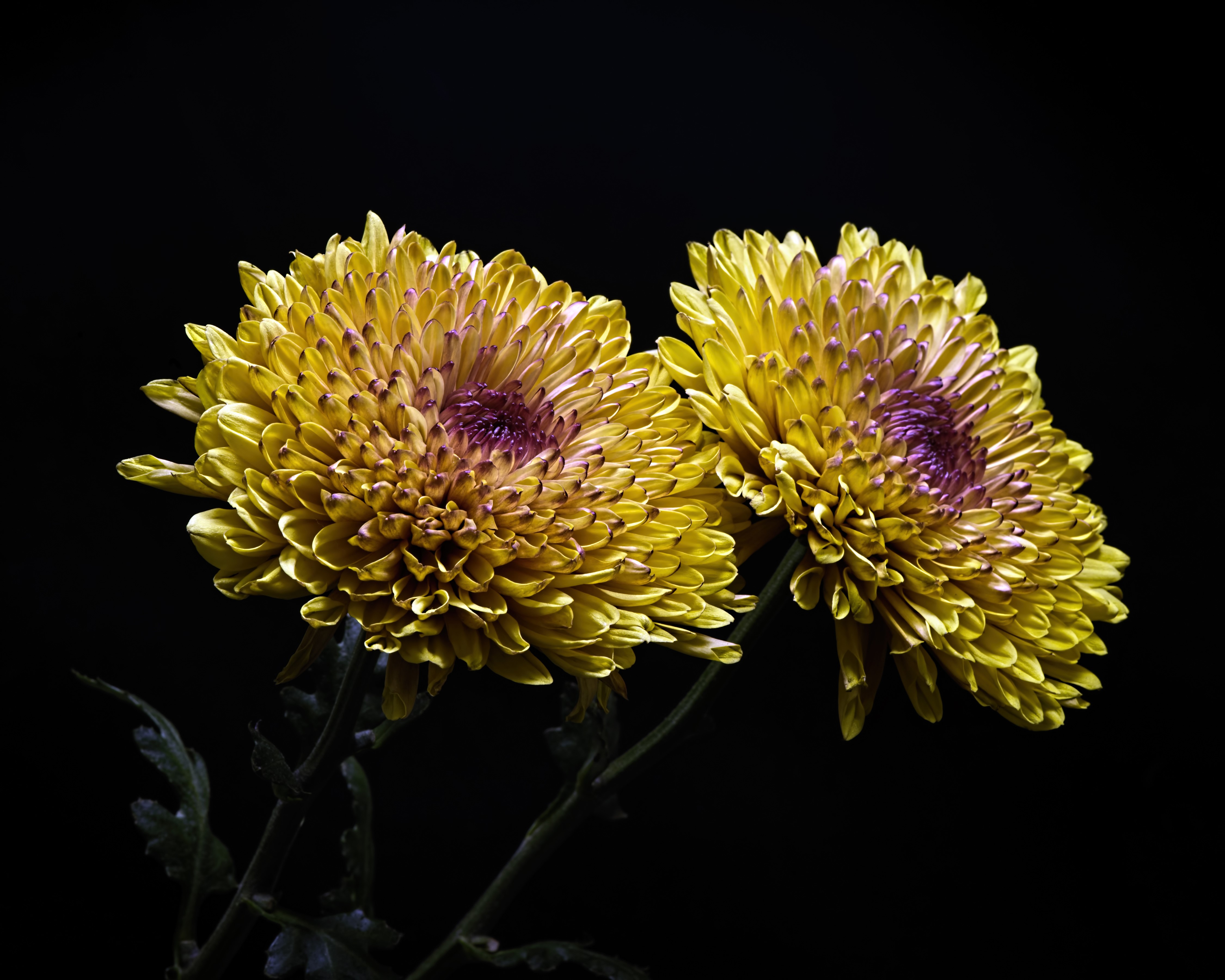 Two yellow Chrysanthemums with purple centers on black background HD Wallpaper