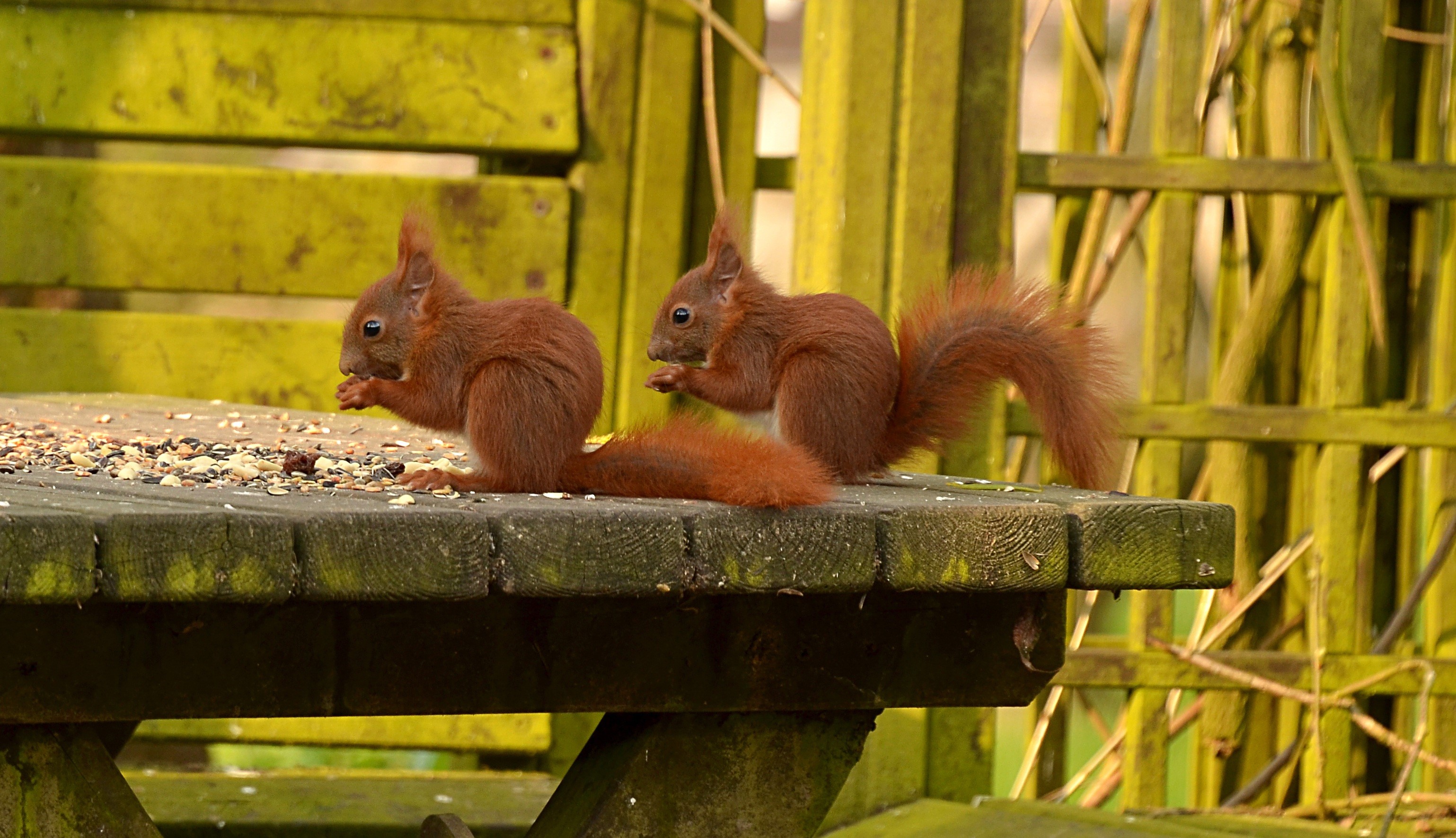 Two squirrels eating seeds on a wooden table HD Wallpaper