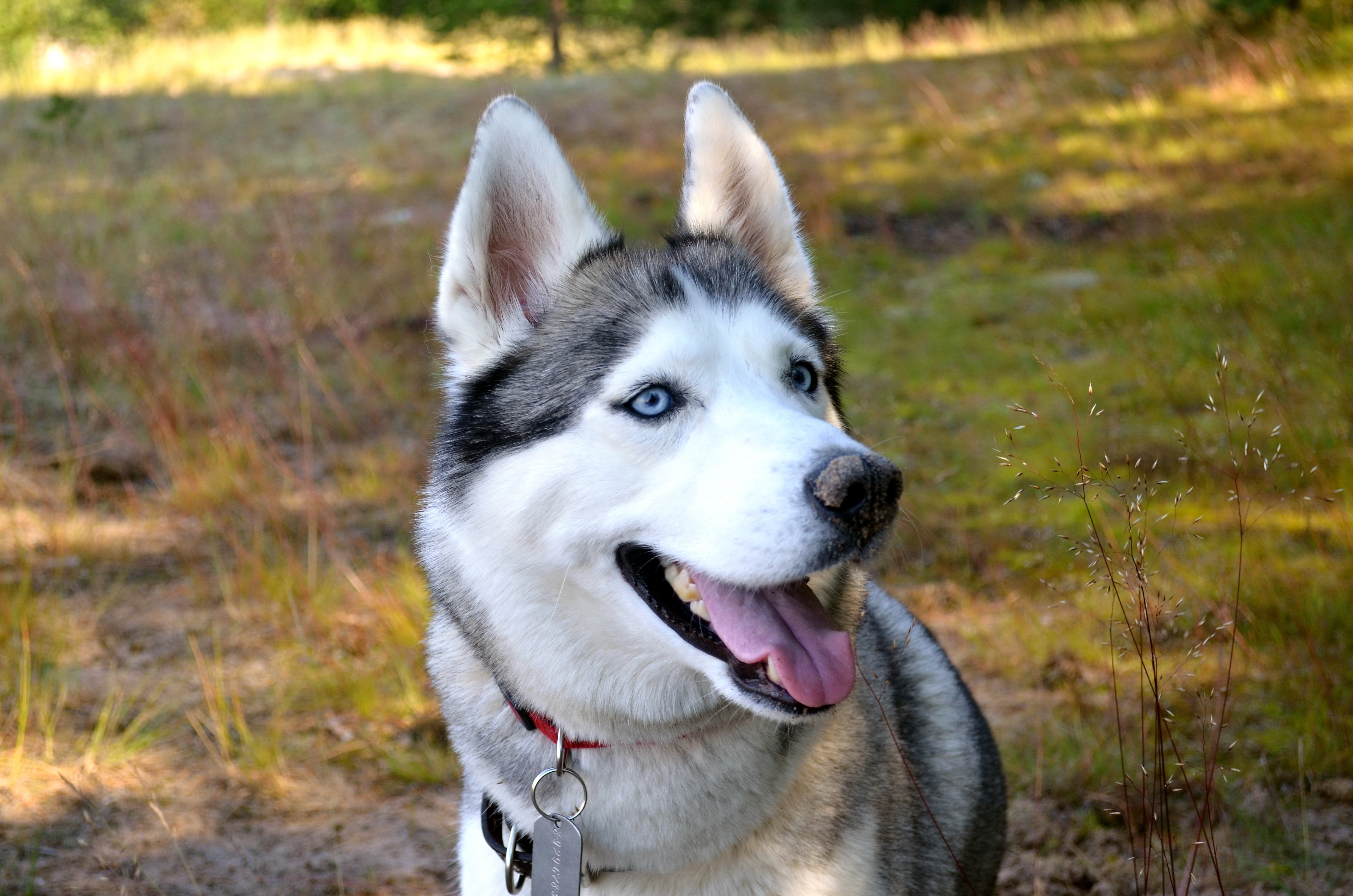 Husky dog with blue eyes in a forest HD Wallpaper