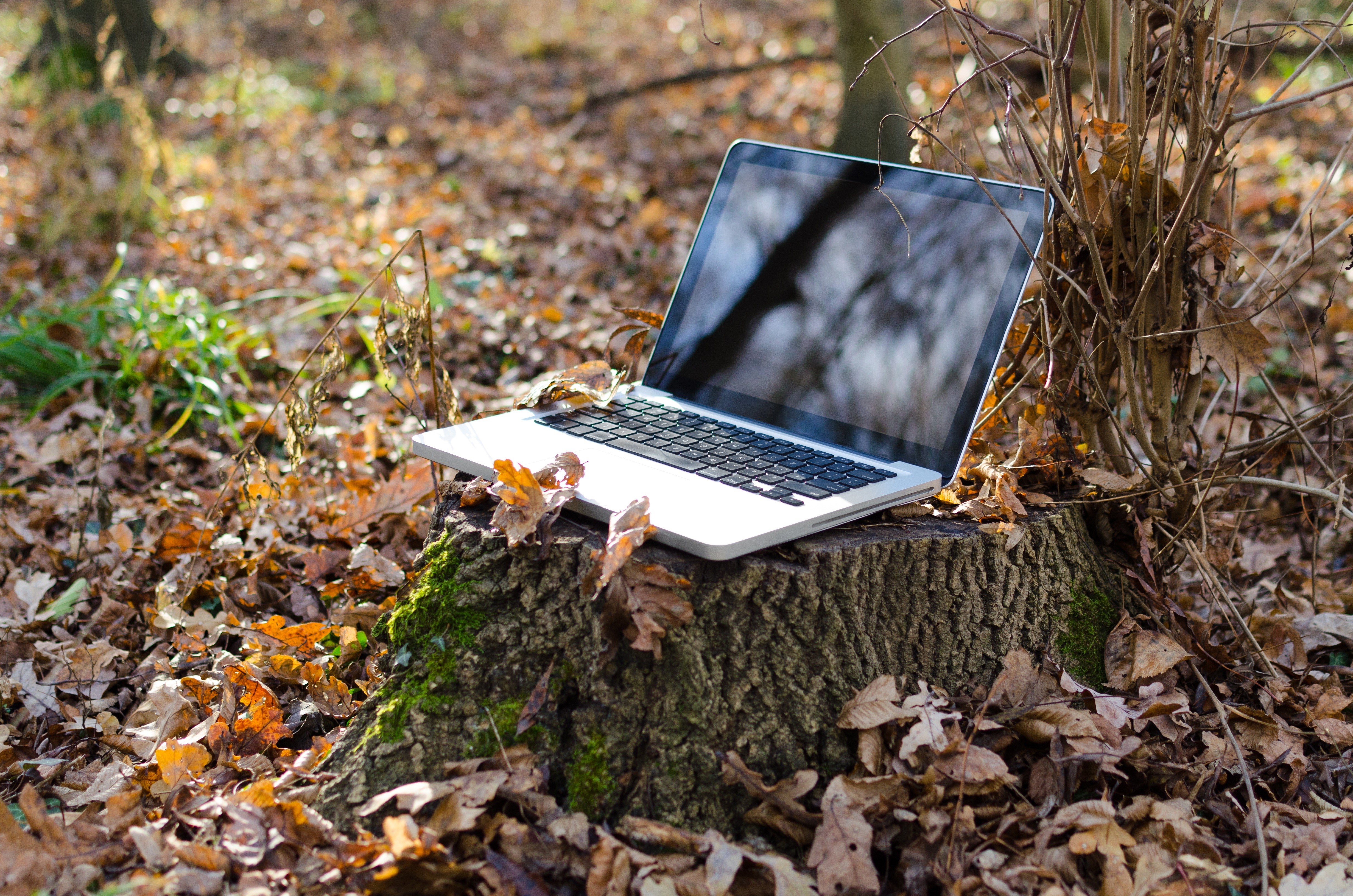 Laptop on a tree stump in autumn forest HD Wallpaper