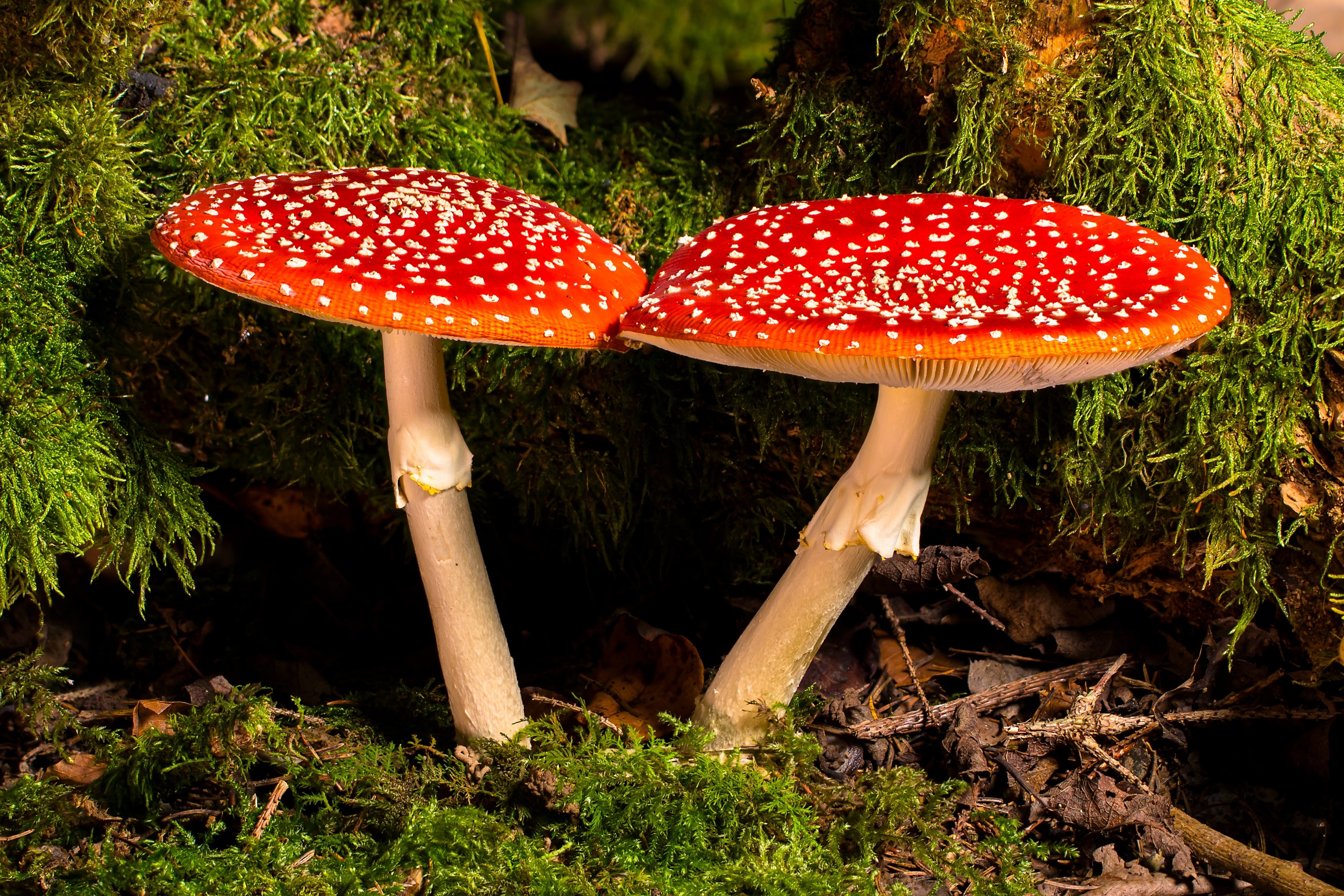 Two Amanita Muscaria Mushrooms with White Spots on Mossy Ground HD Wallpaper