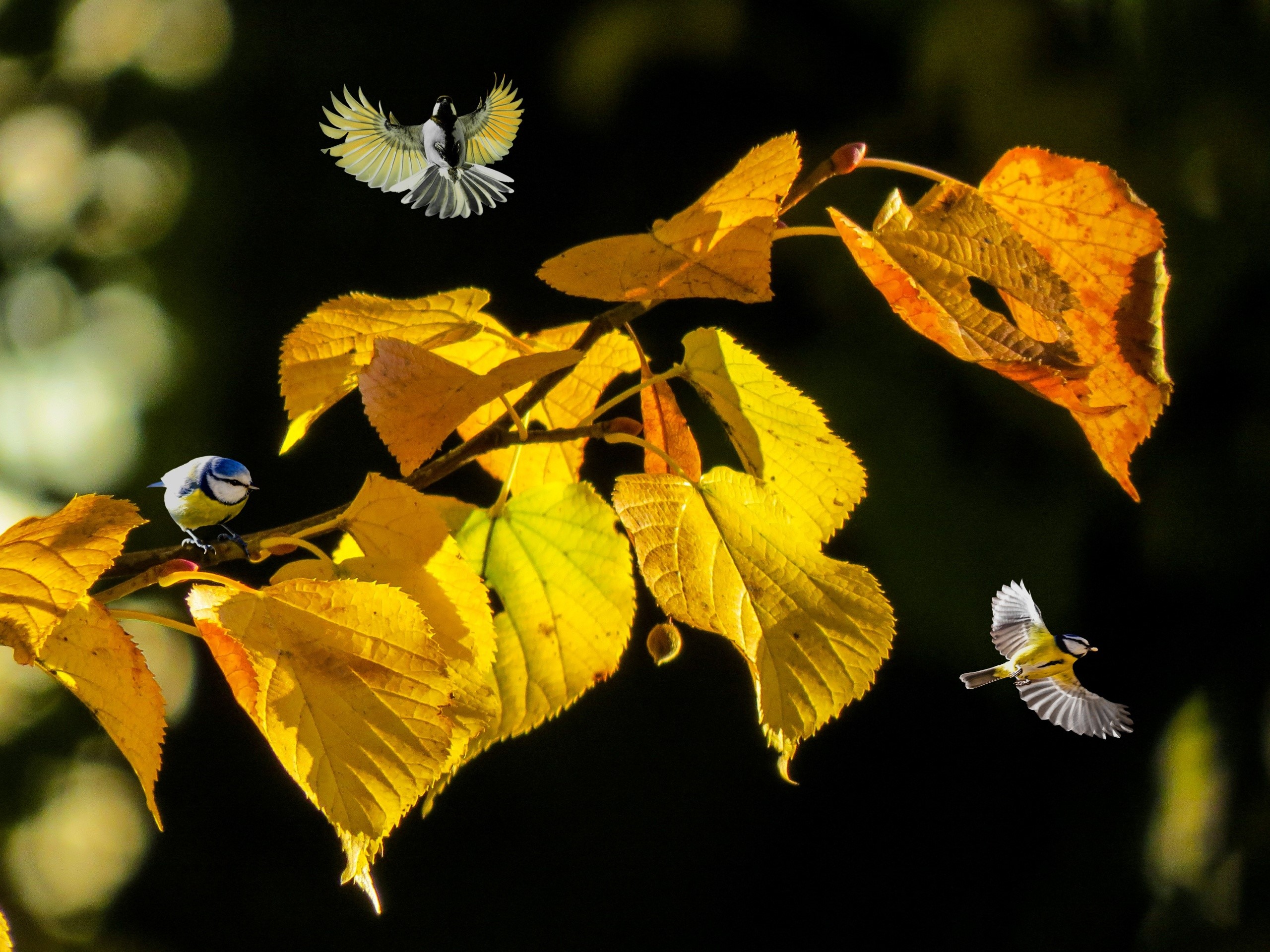 Birds flying and perched on autumn branches HD Wallpaper