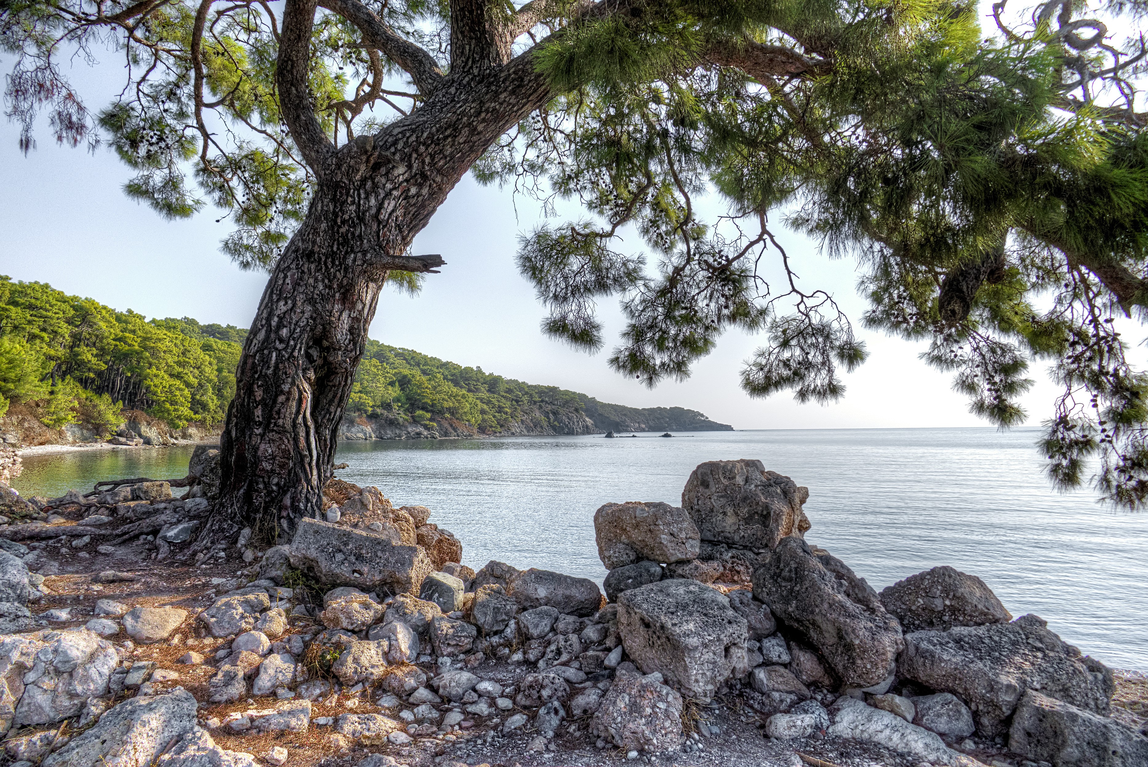 Pine tree and rocky coast at Phaselis, Turkey HD Wallpaper