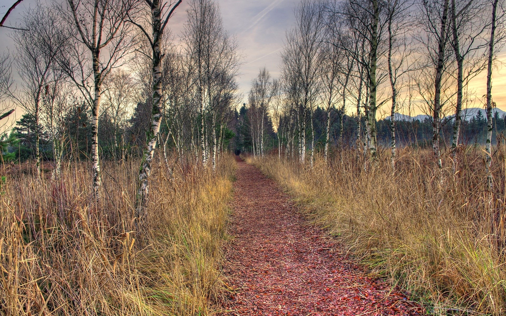 A path through a birch forest in autumn HD Wallpaper