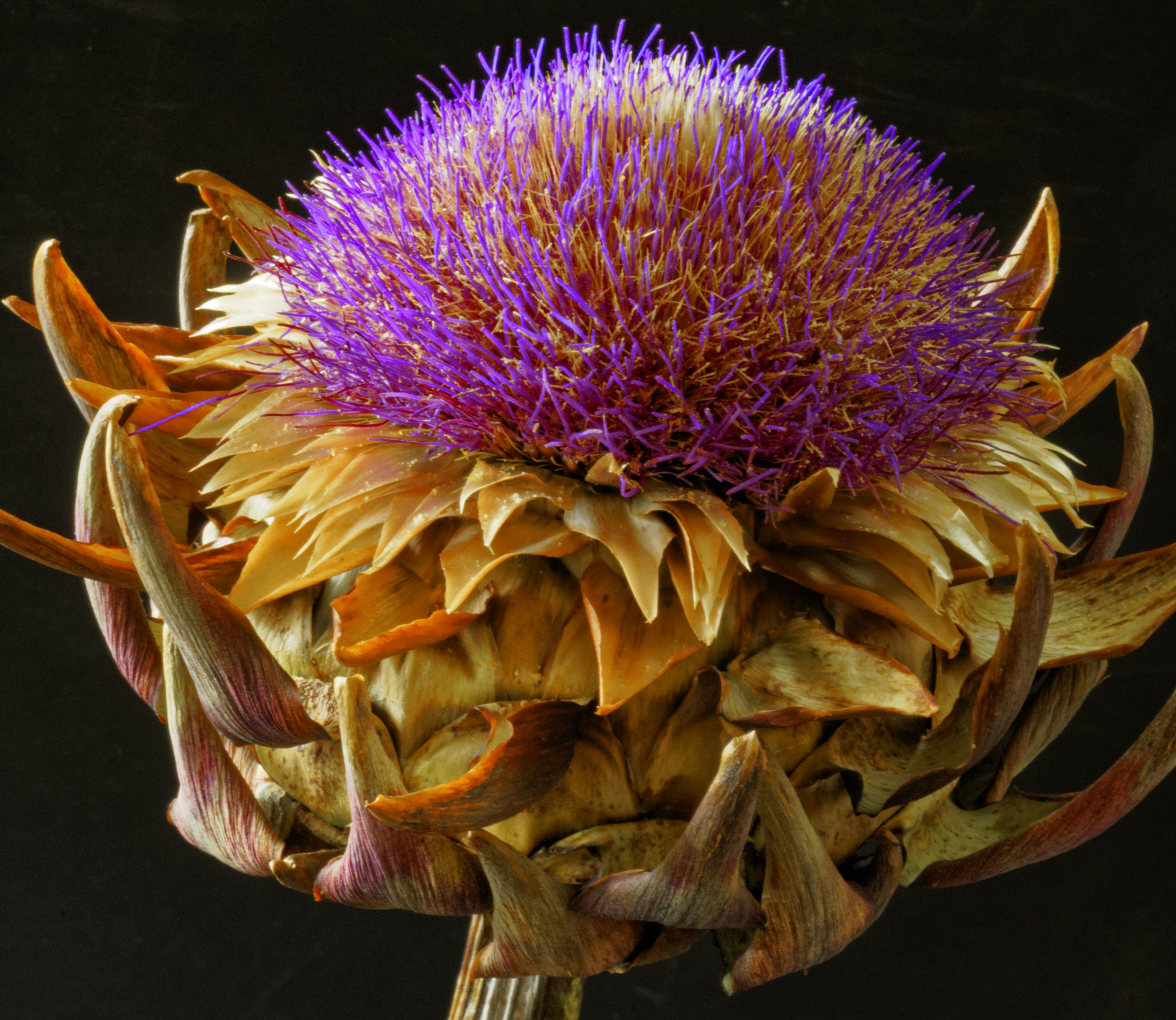 4K Artichoke Closeup on Black Background HD Wallpaper