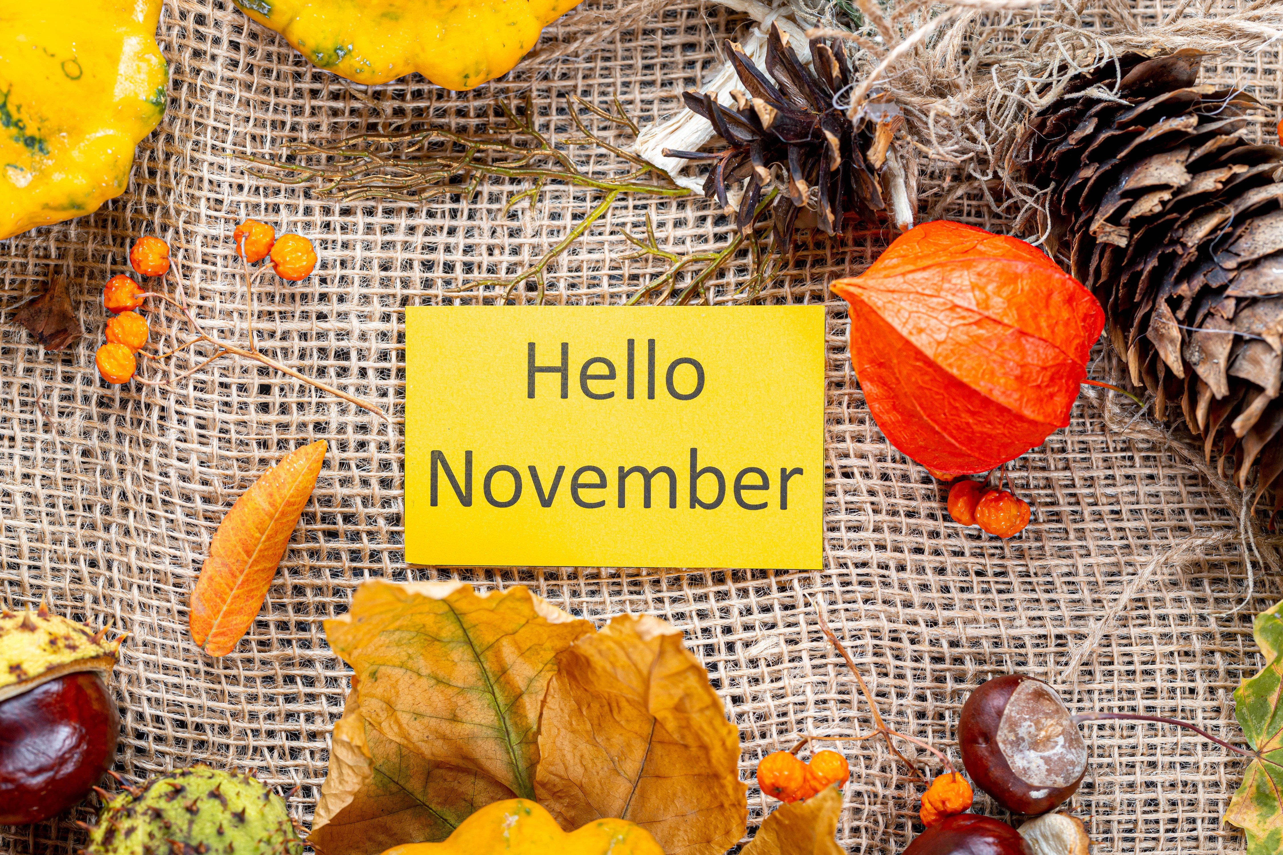 Physalis Hello November Autumn Arrangement HD Wallpaper