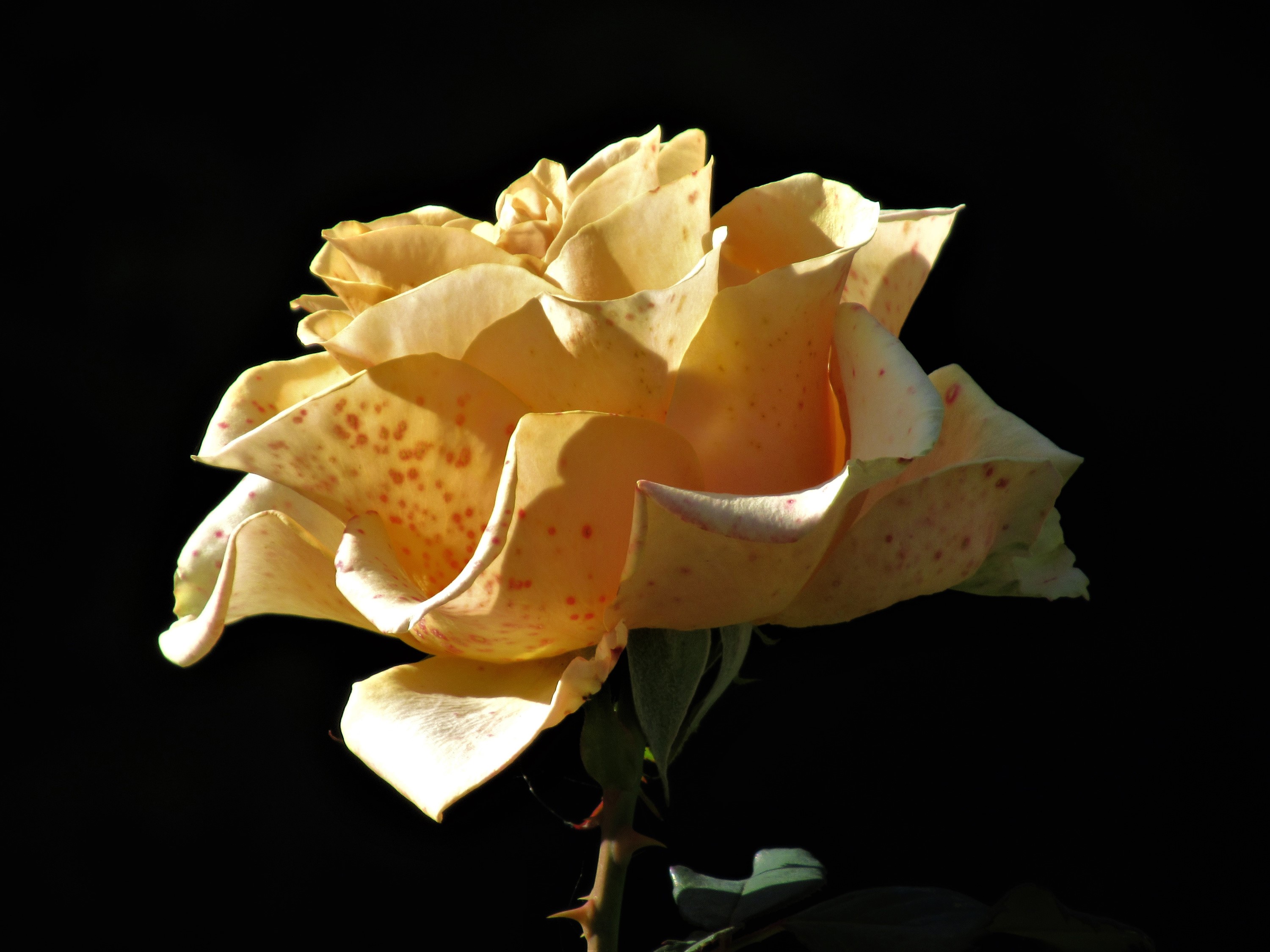 Yellow rose with red spots on black background HD Wallpaper