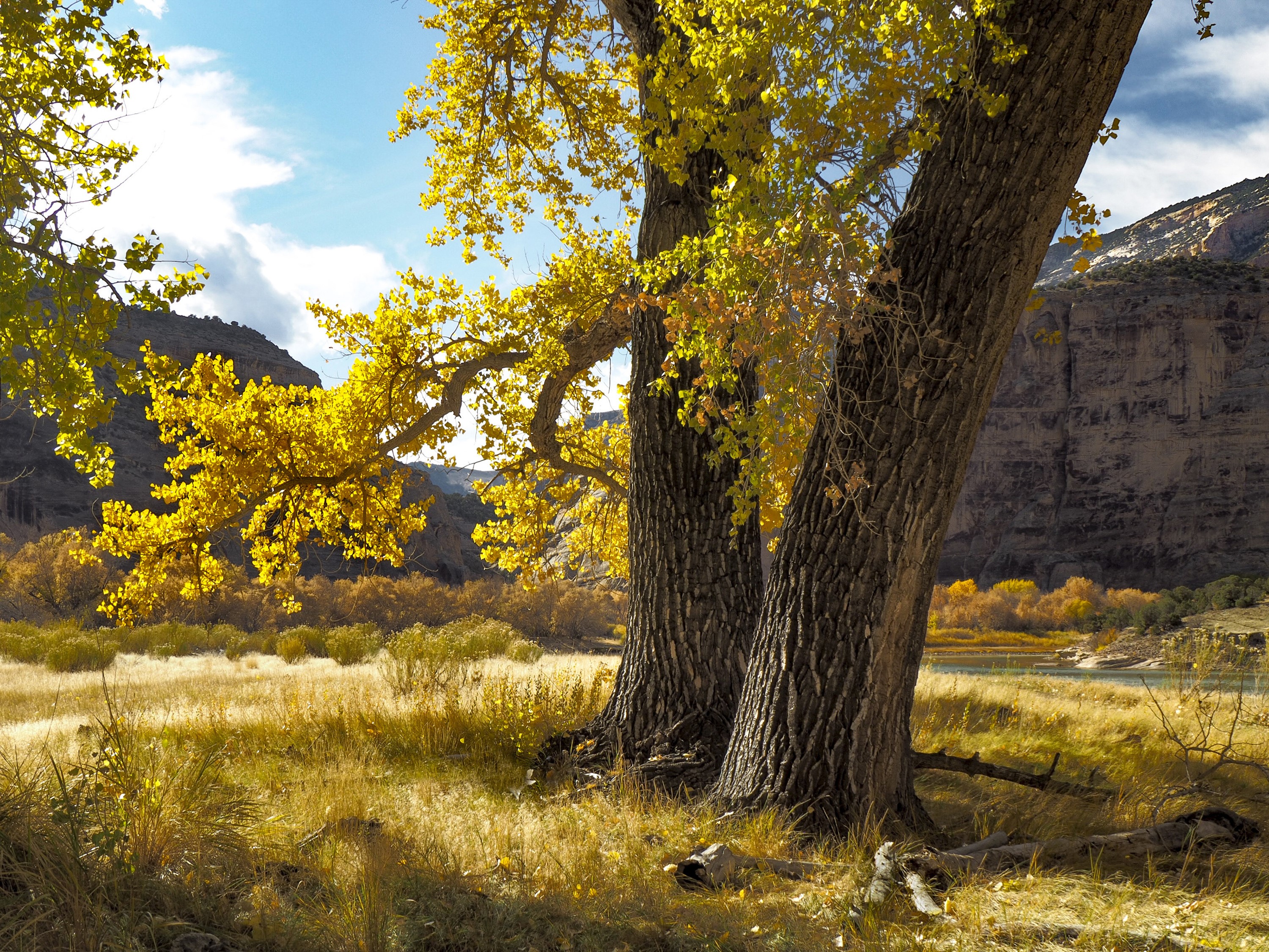 Autumn trees with yellow leaves in a canyon landscape HD Wallpaper