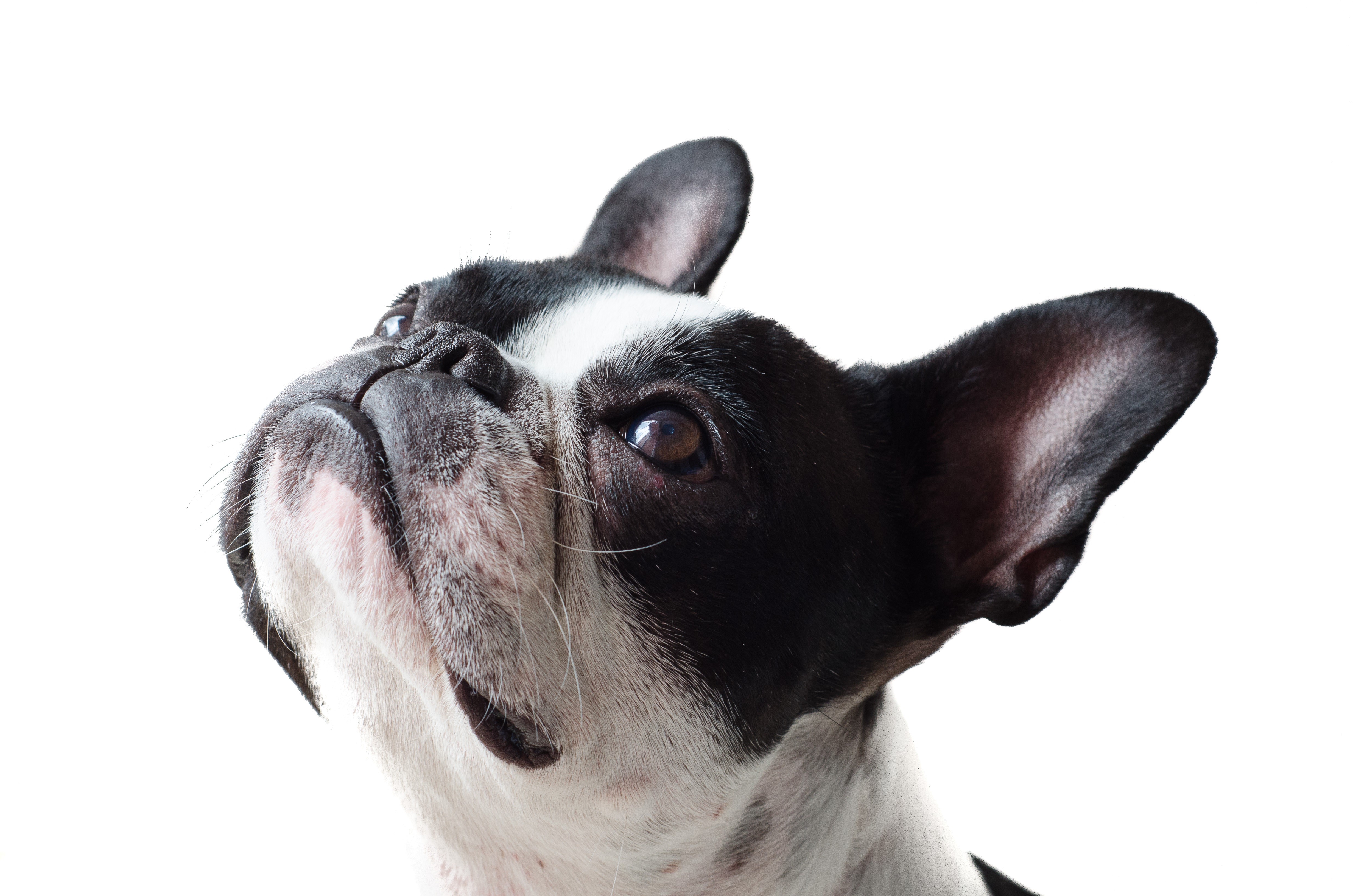 French Bulldog head closeup on white background HD Wallpaper